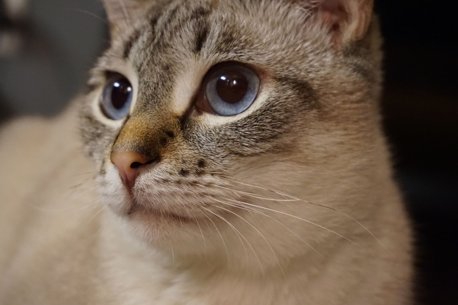 Sony Alpha a5000 (ILCE 5000) sample photo. Cute, cat, mammal photography