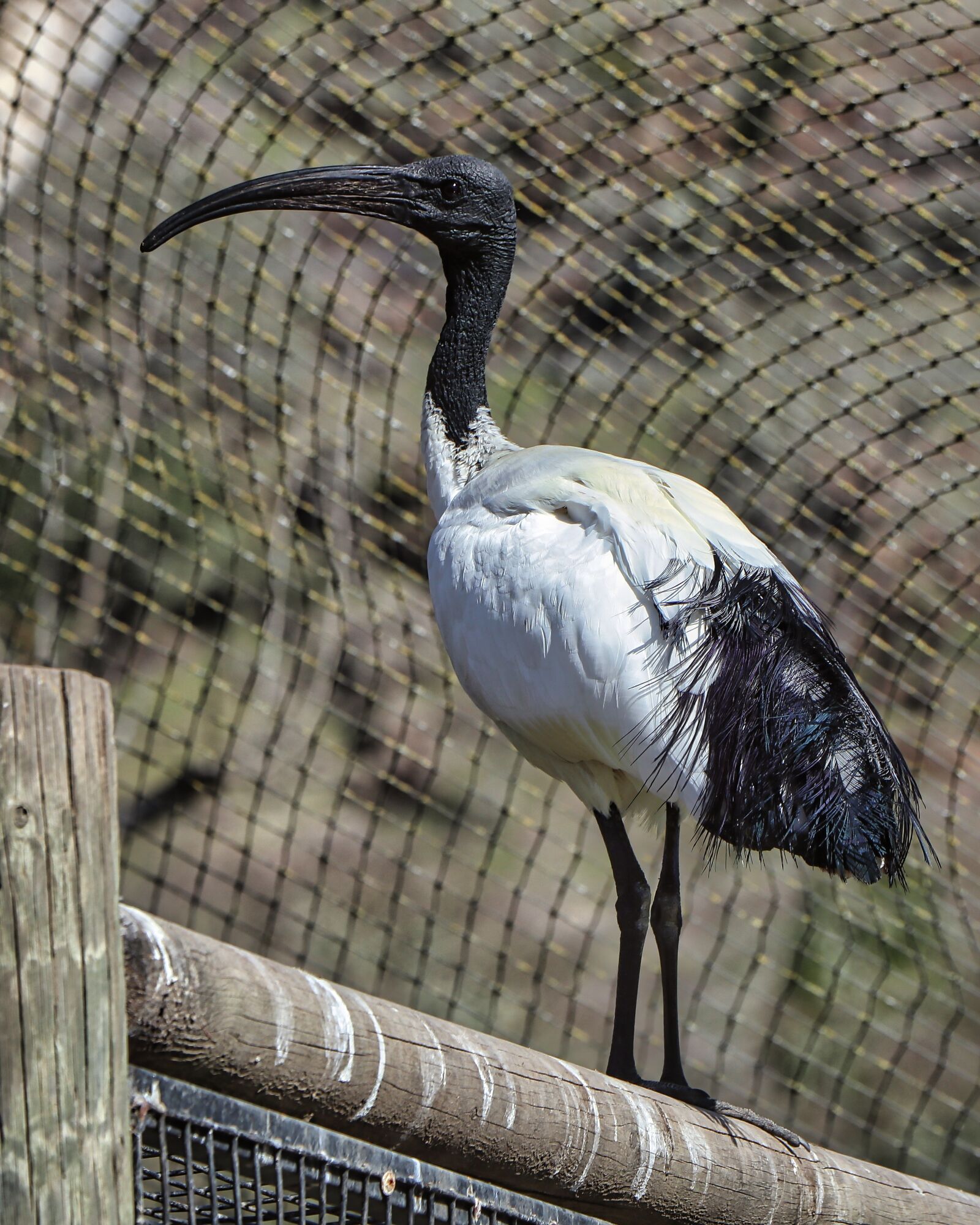 Canon EOS M5 sample photo. Ibis, watchful, bird photography