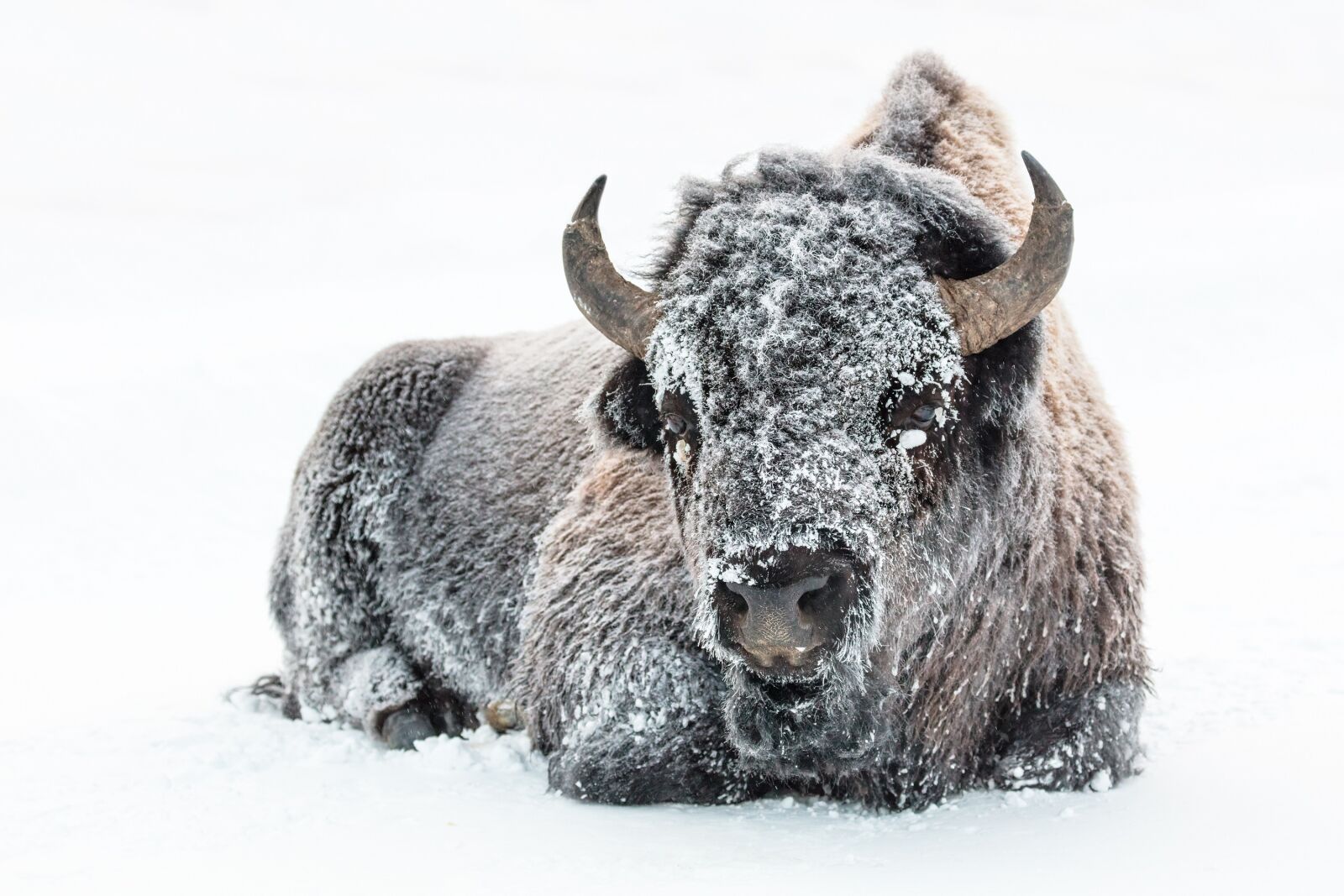 Canon EOS 5DS + Canon EF 100-400mm F4.5-5.6L IS II USM sample photo. Bison, buffalo, snow photography