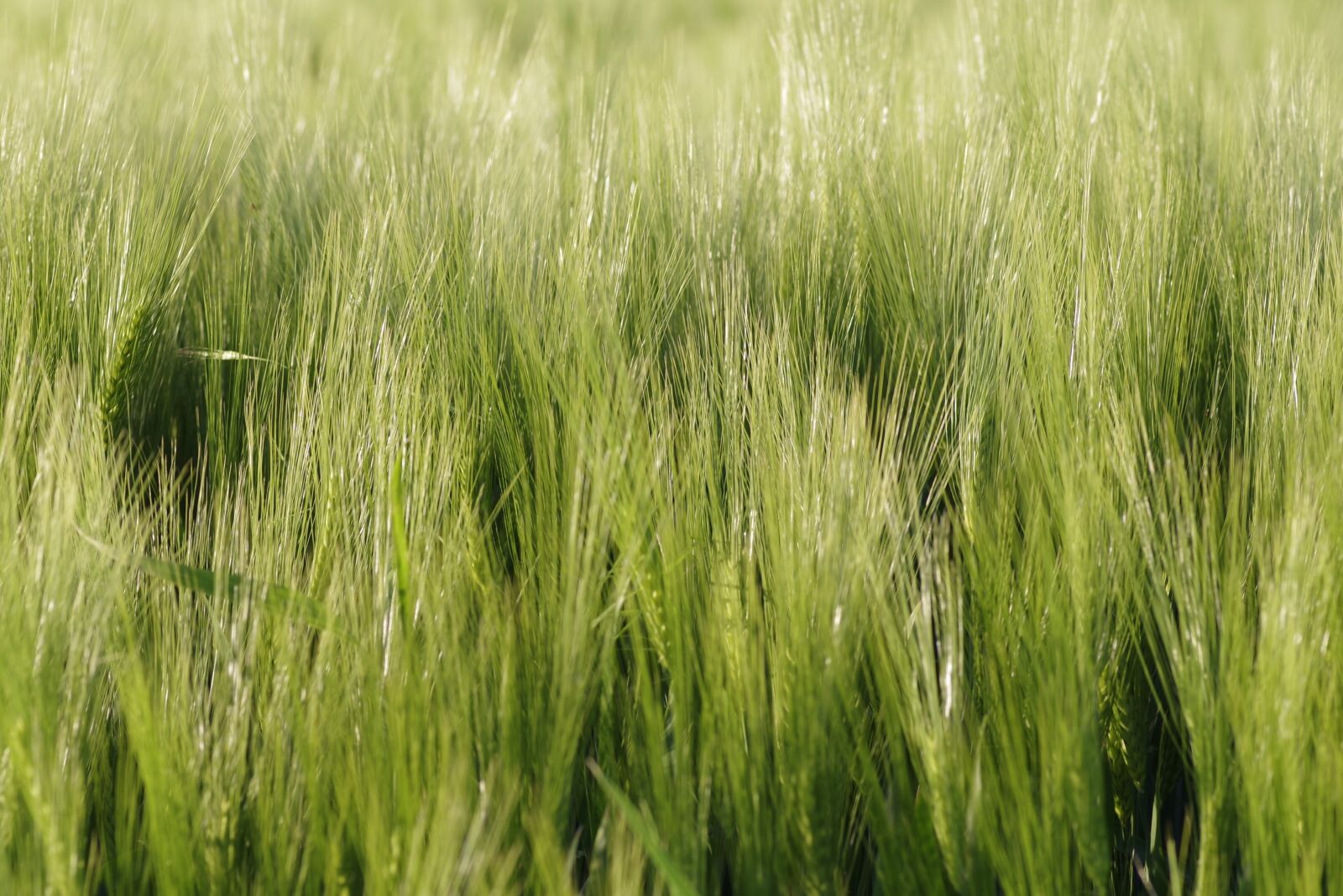 Pentax K-S2 sample photo. Corn, ears, rye photography