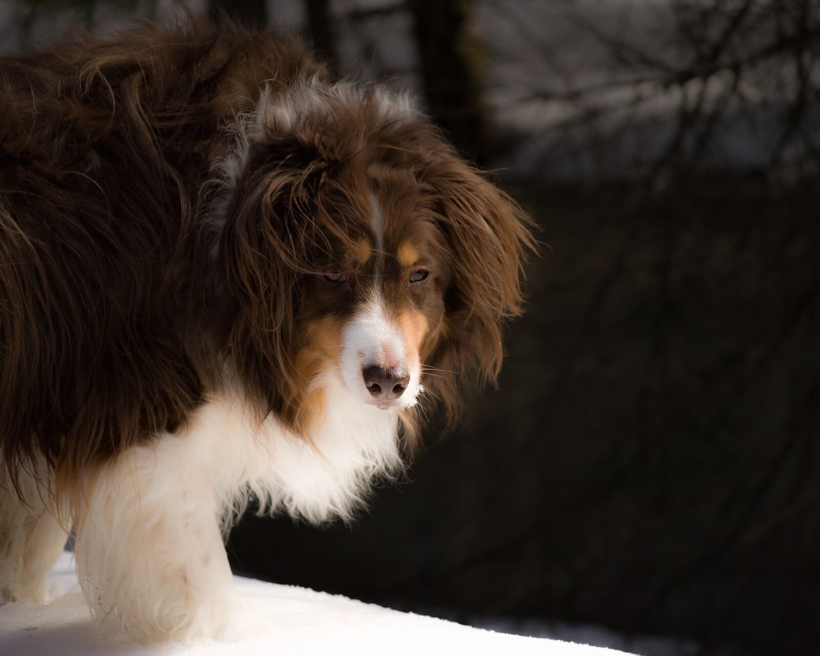 Nikon D3000 sample photo. Dog, australian shepherd, pet photography