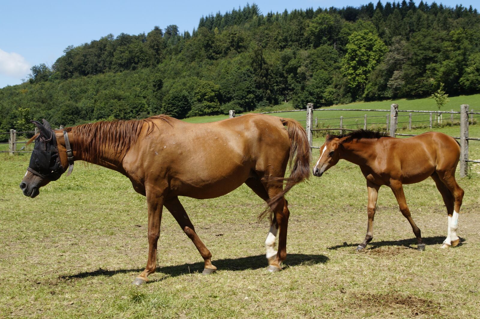 Sony SLT-A58 sample photo. Mare, mother with child photography