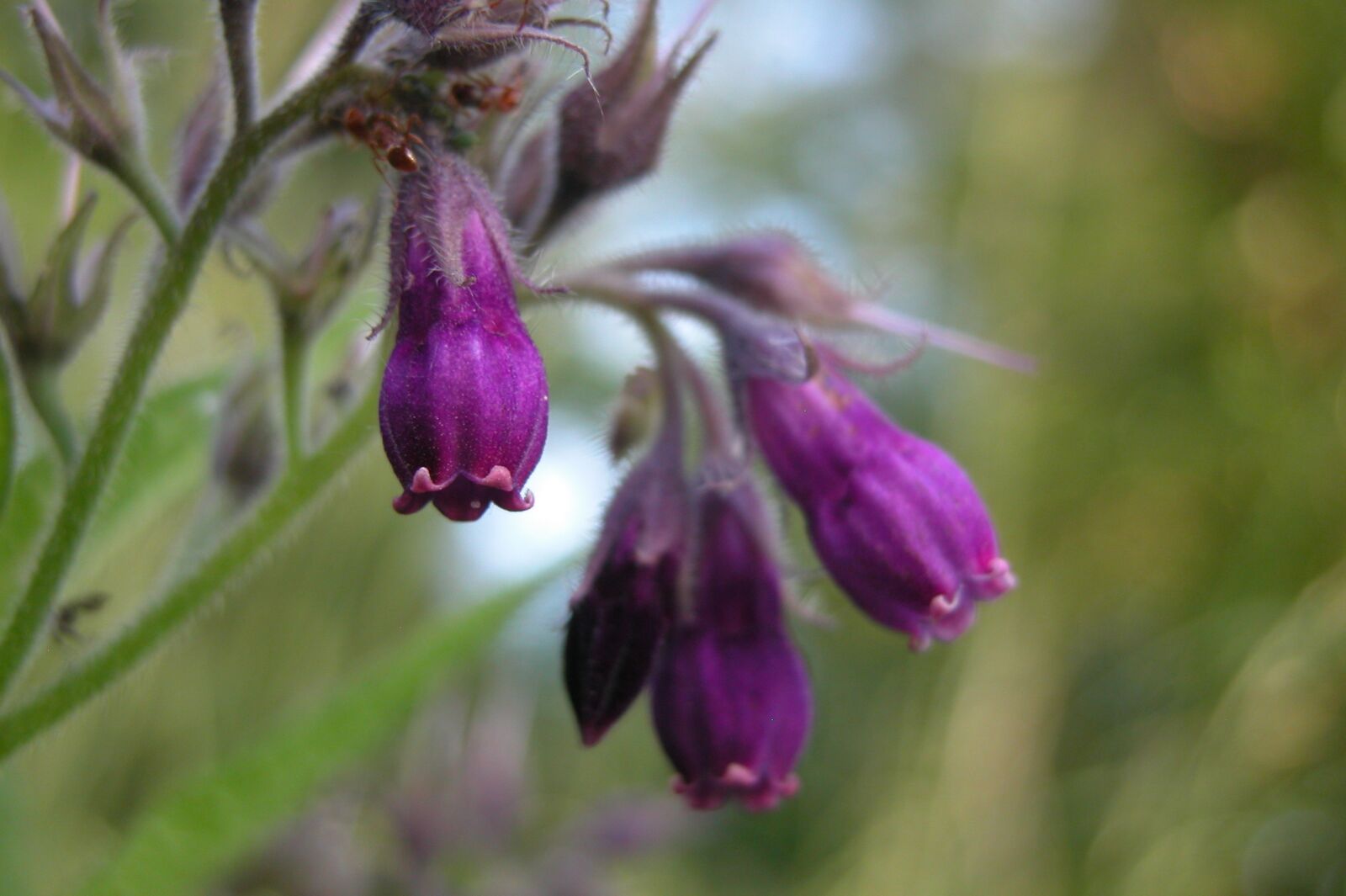 Nikon E5700 sample photo. Flower, comfrey, purple photography