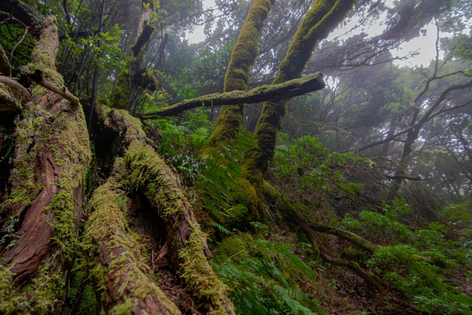 Nikon D7100 sample photo. Moss, fog, trees photography