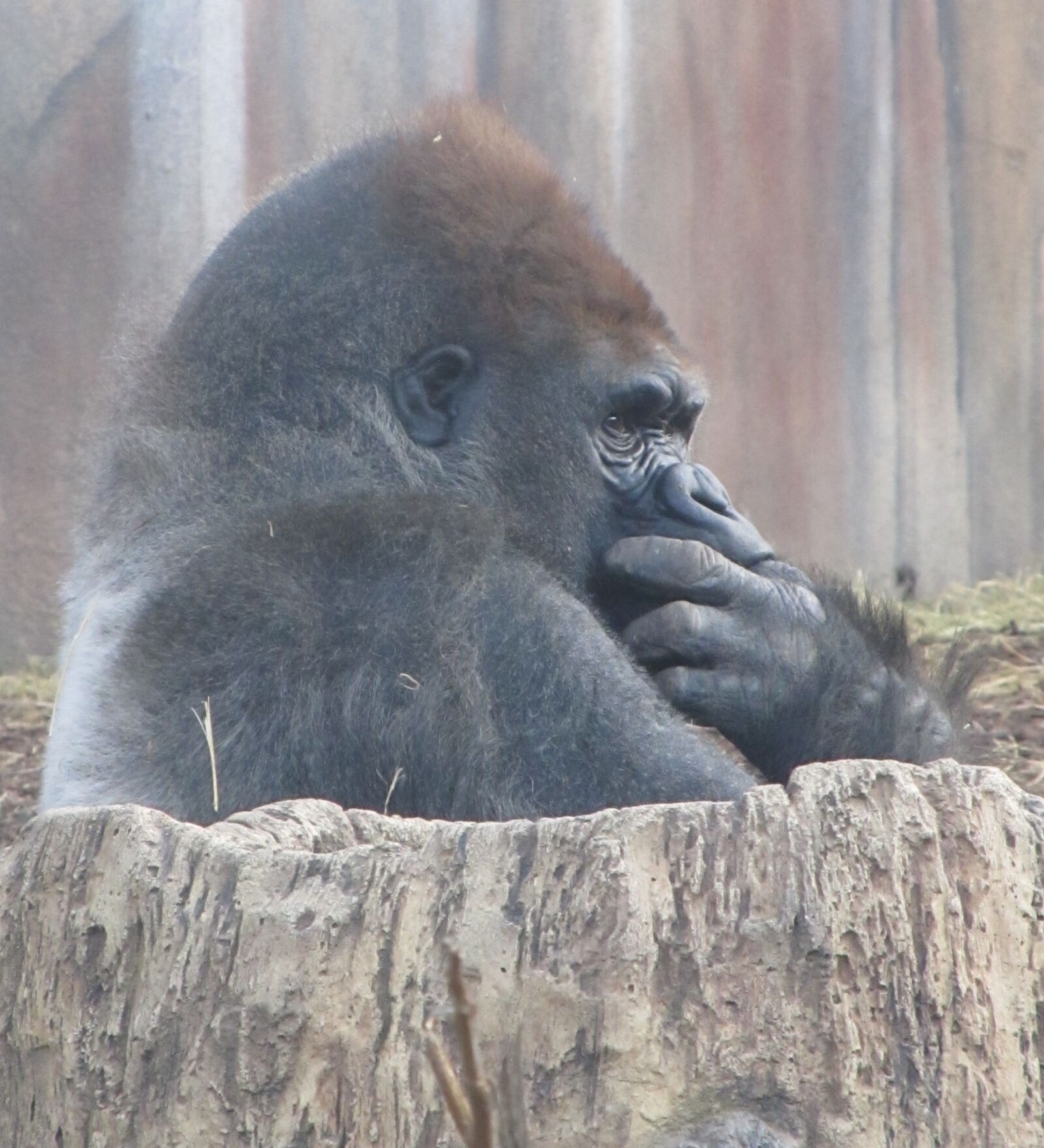 Canon PowerShot SX130 IS sample photo. Gorilla, sitting, thoughtful photography