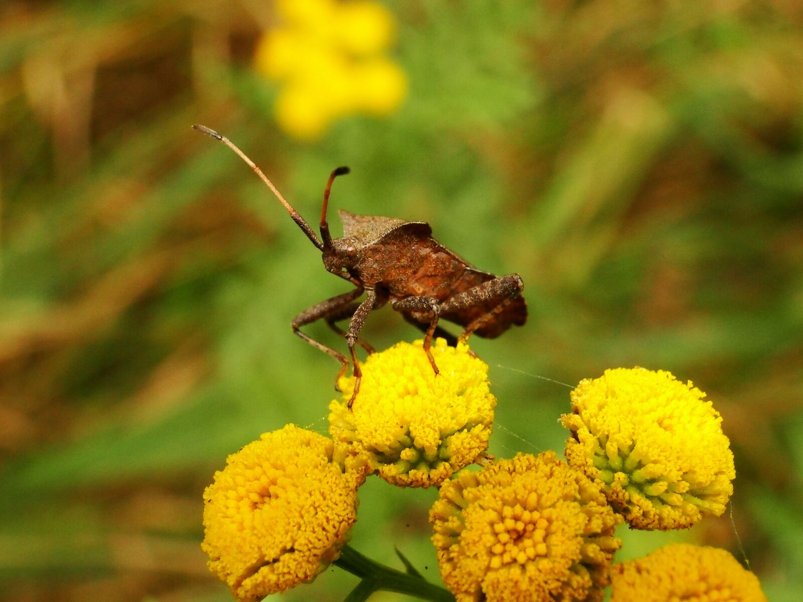 Sony Cyber-shot DSC-HX1 sample photo. Nature, insect, plant photography