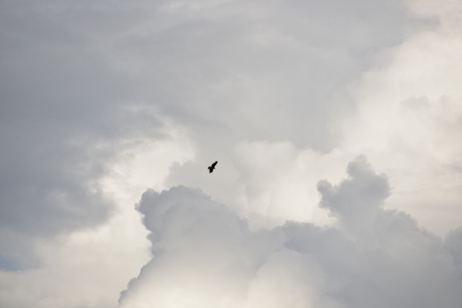 Nikon D610 sample photo. Sky, fly, hawk photography