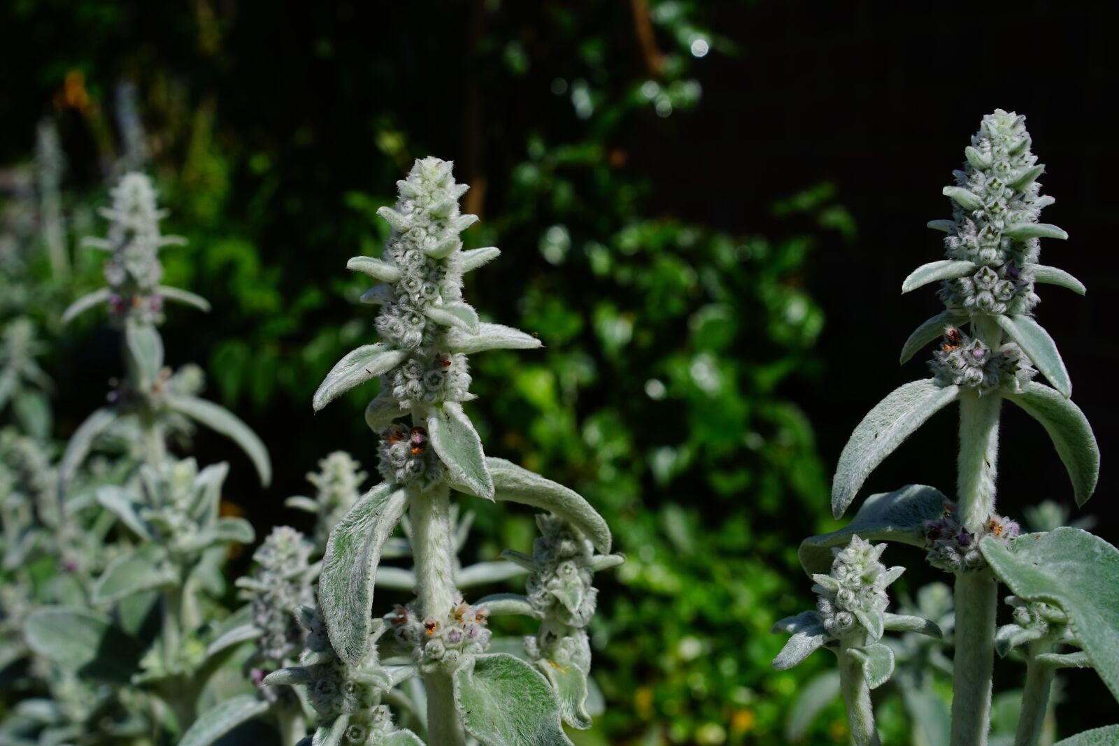 Sony a7 sample photo. Stachys wool, stachys, flowers photography