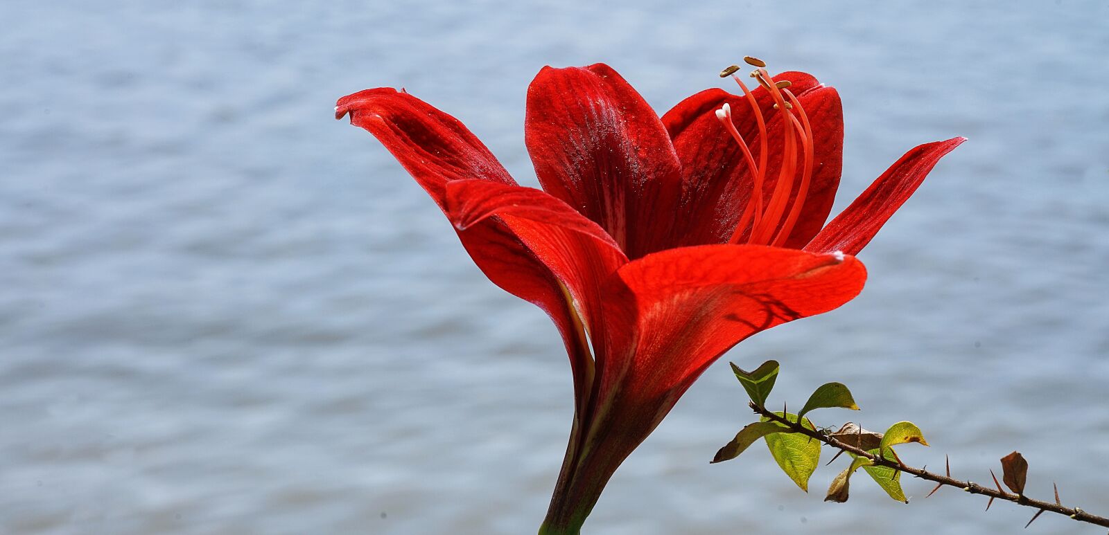 Sony a7R II + Sony FE 70-300mm F4.5-5.6 G OSS sample photo. Lily, red, bloom photography