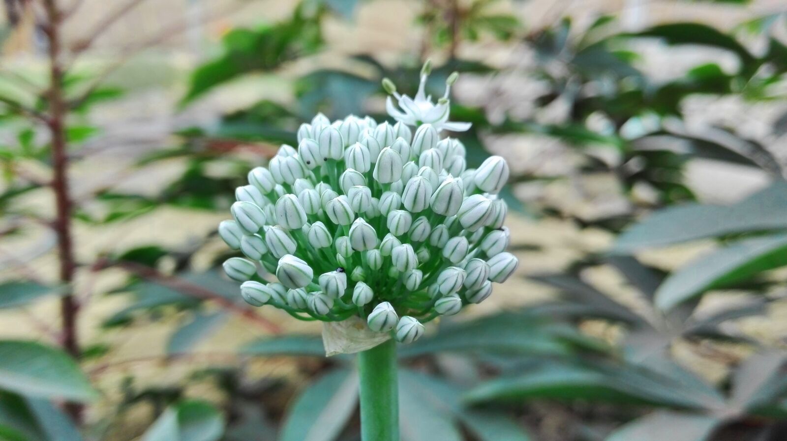 HUAWEI P8 Lite sample photo. Flower, plant, white flower photography