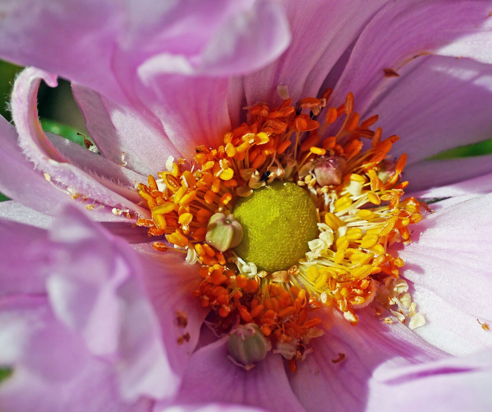 Panasonic Lumix DMC-G3 sample photo. Fall anemone, blossom, bloom photography