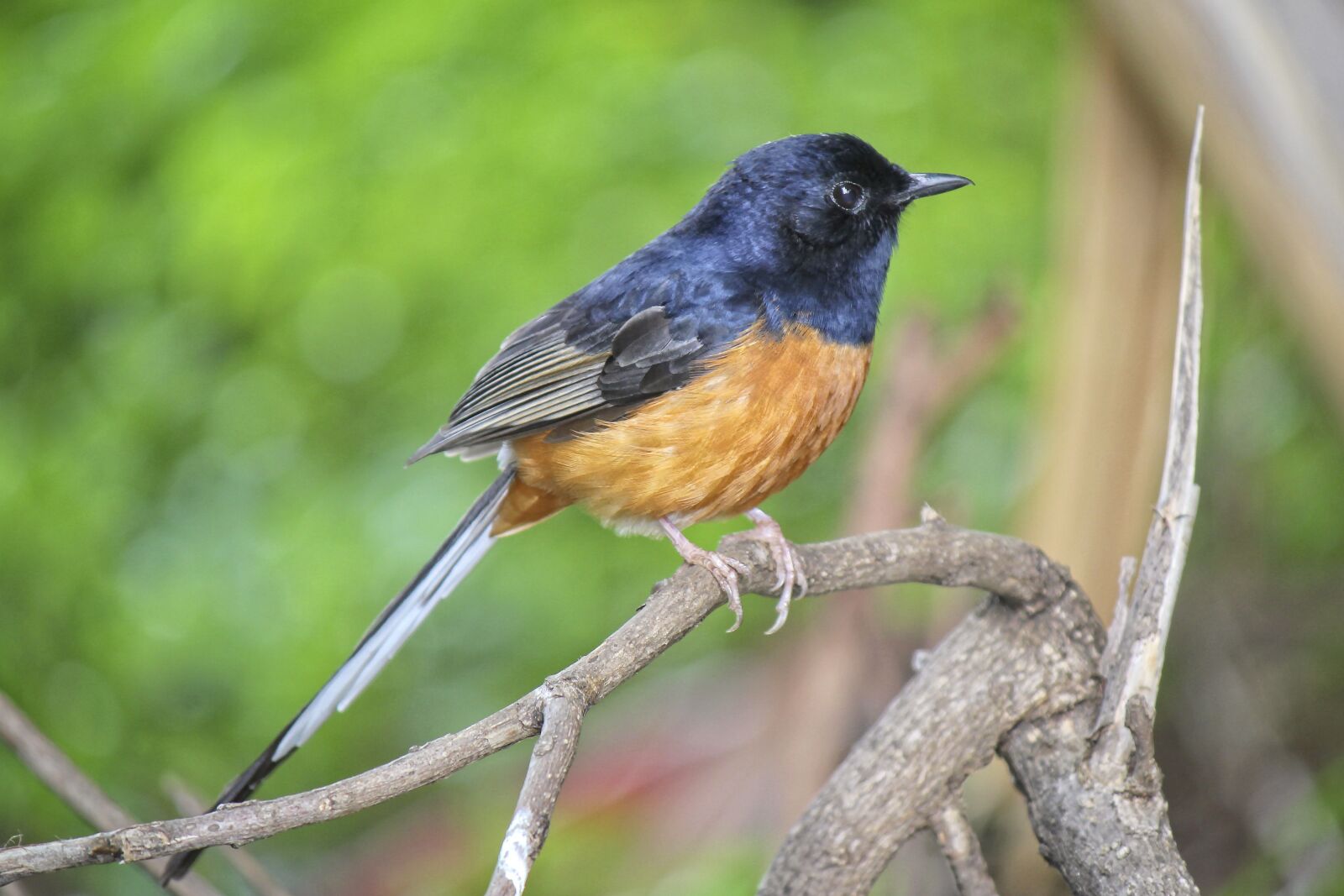 Canon EOS 550D (EOS Rebel T2i / EOS Kiss X4) sample photo. Shama, bird, white rumped photography
