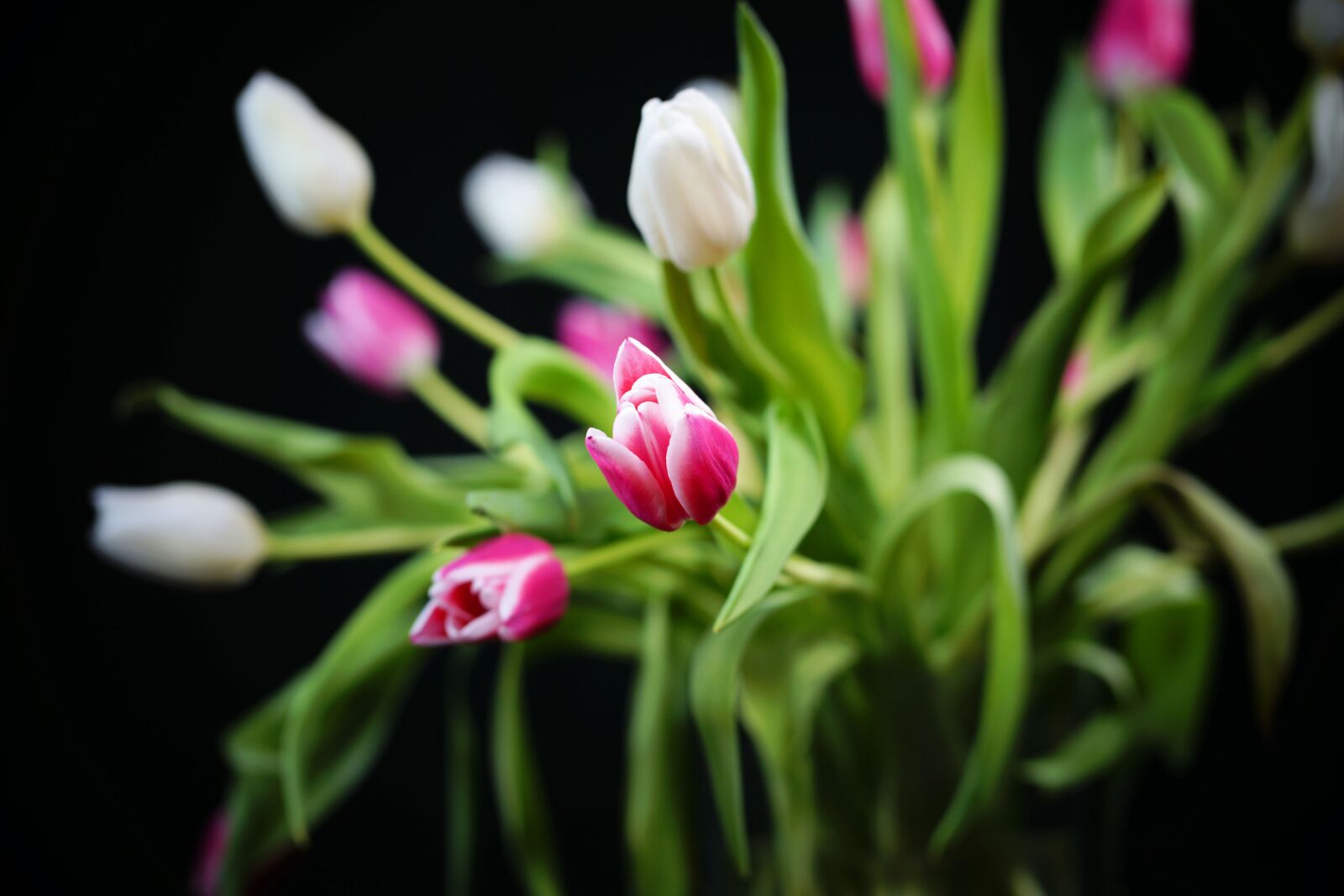 Sony a7 II sample photo. Tulip, spring, flower photography