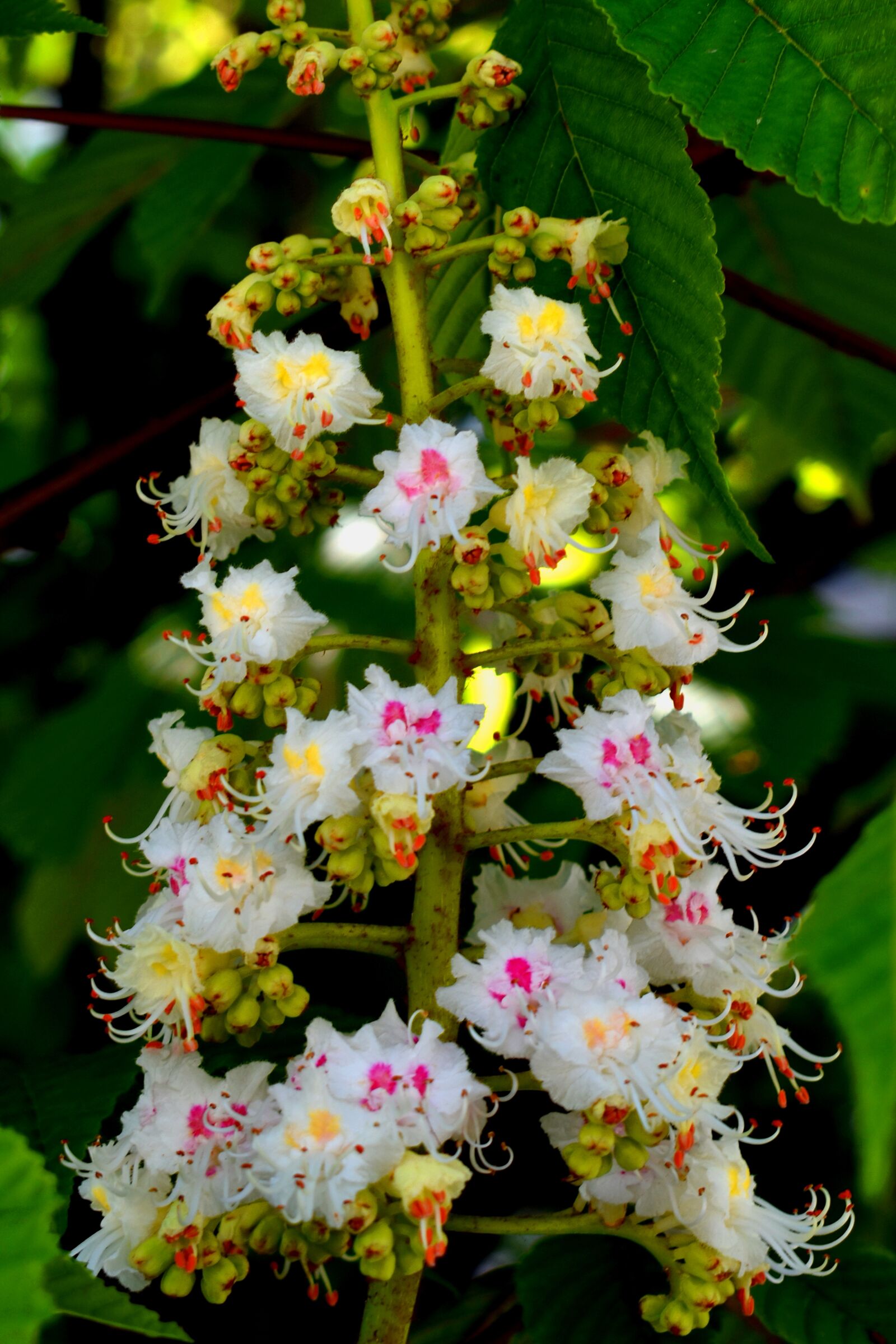 Nikon D3500 sample photo. Flowers, chestnut, spring photography