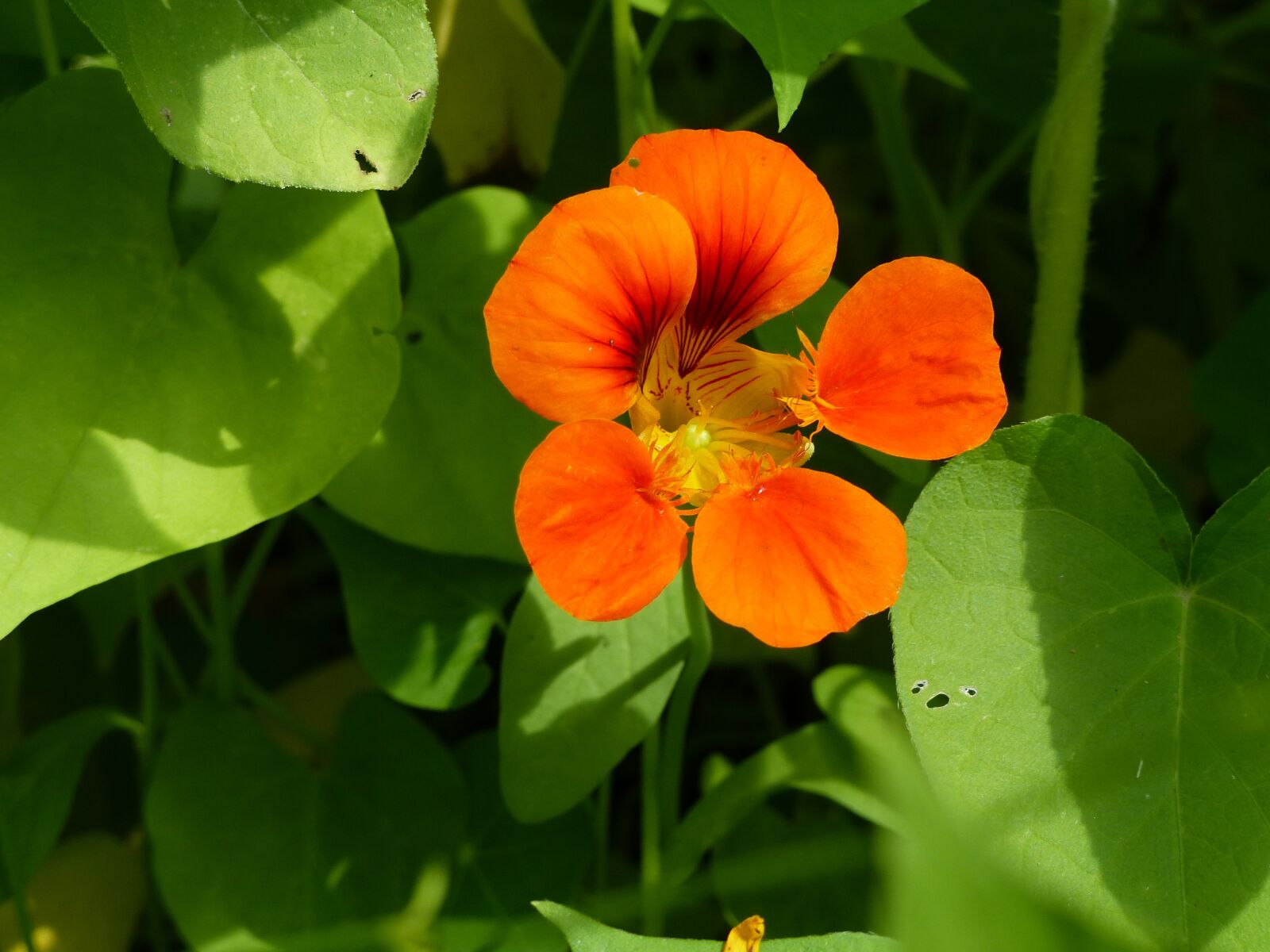Panasonic Lumix DMC-FZ200 sample photo. Summer flower, blossom, bloom photography