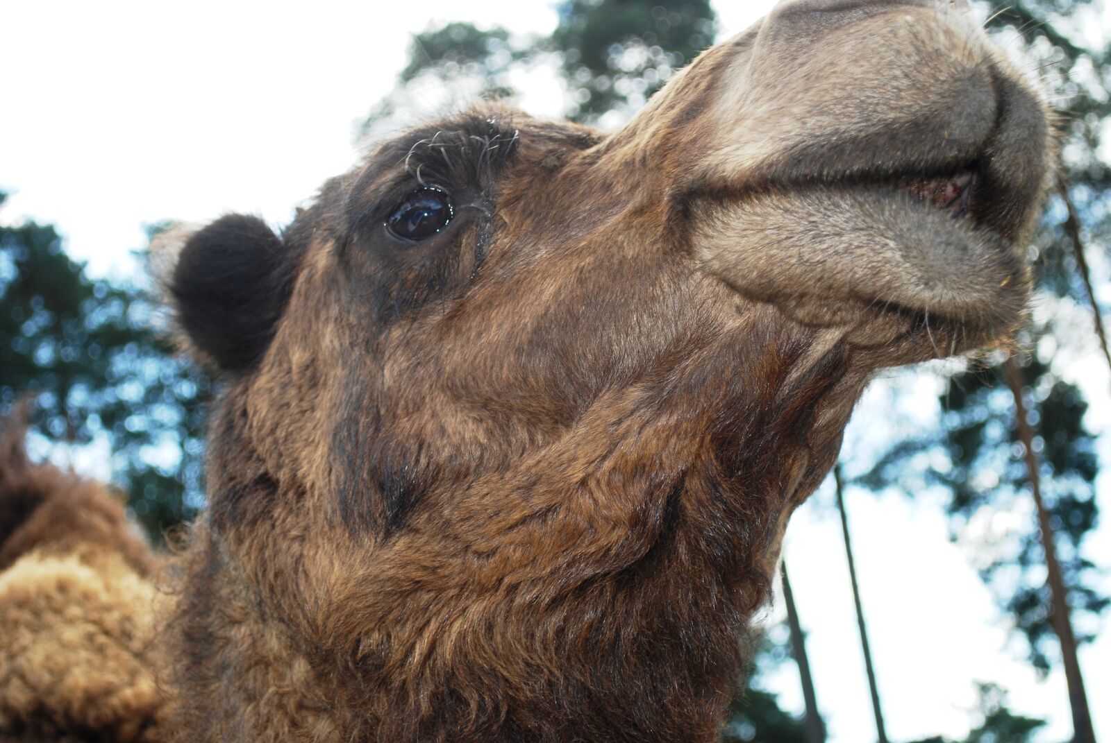 Nikon D60 sample photo. Camel, animal, wildlife photography