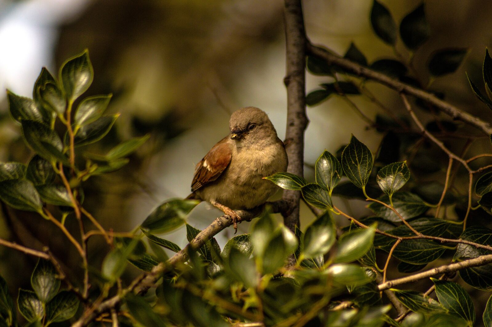 Nikon D3200 sample photo. Bird, swallow, animal photography