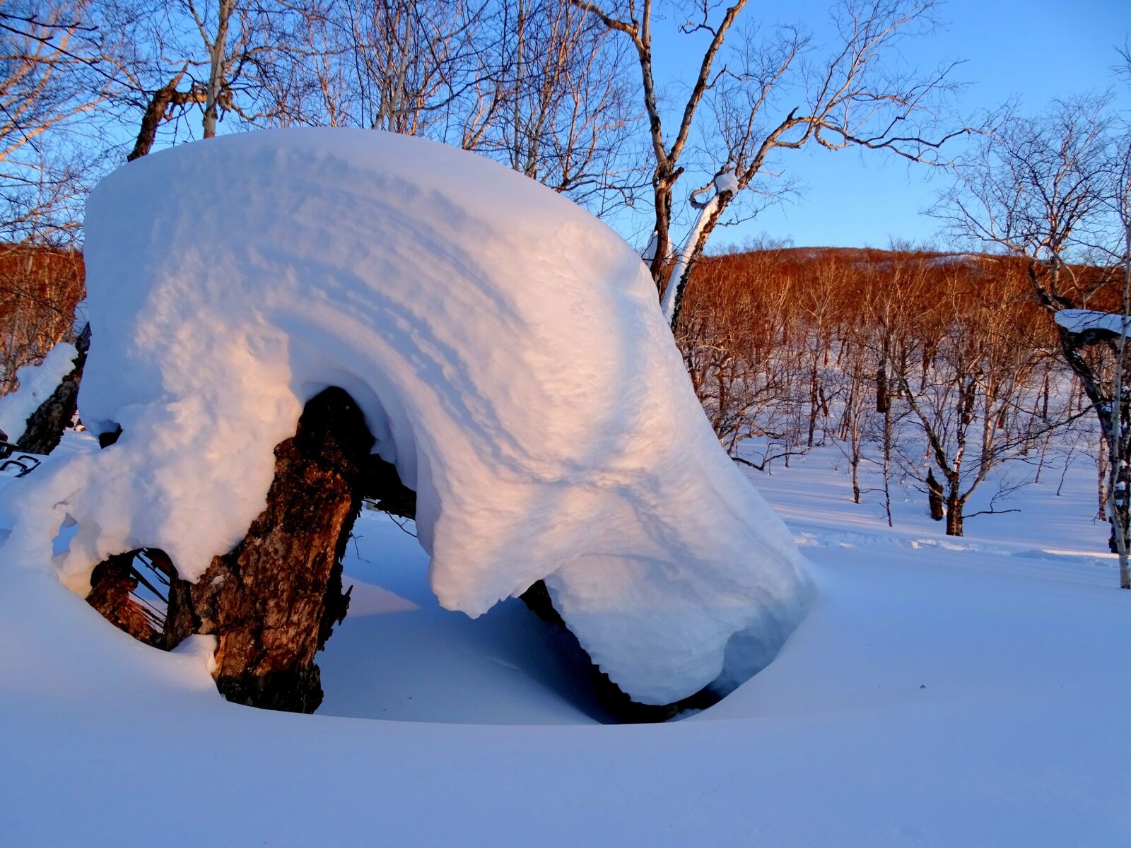 Sony DSC-HX400 sample photo. Forest, snowdrift, snow cap photography