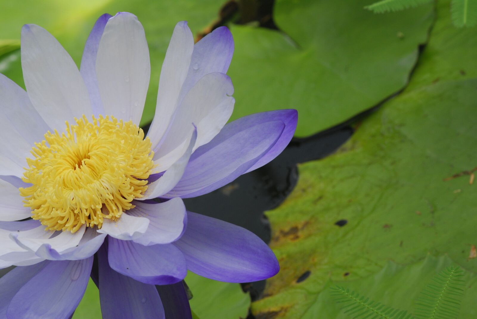 Nikon D200 sample photo. Plant, flower, lotus photography
