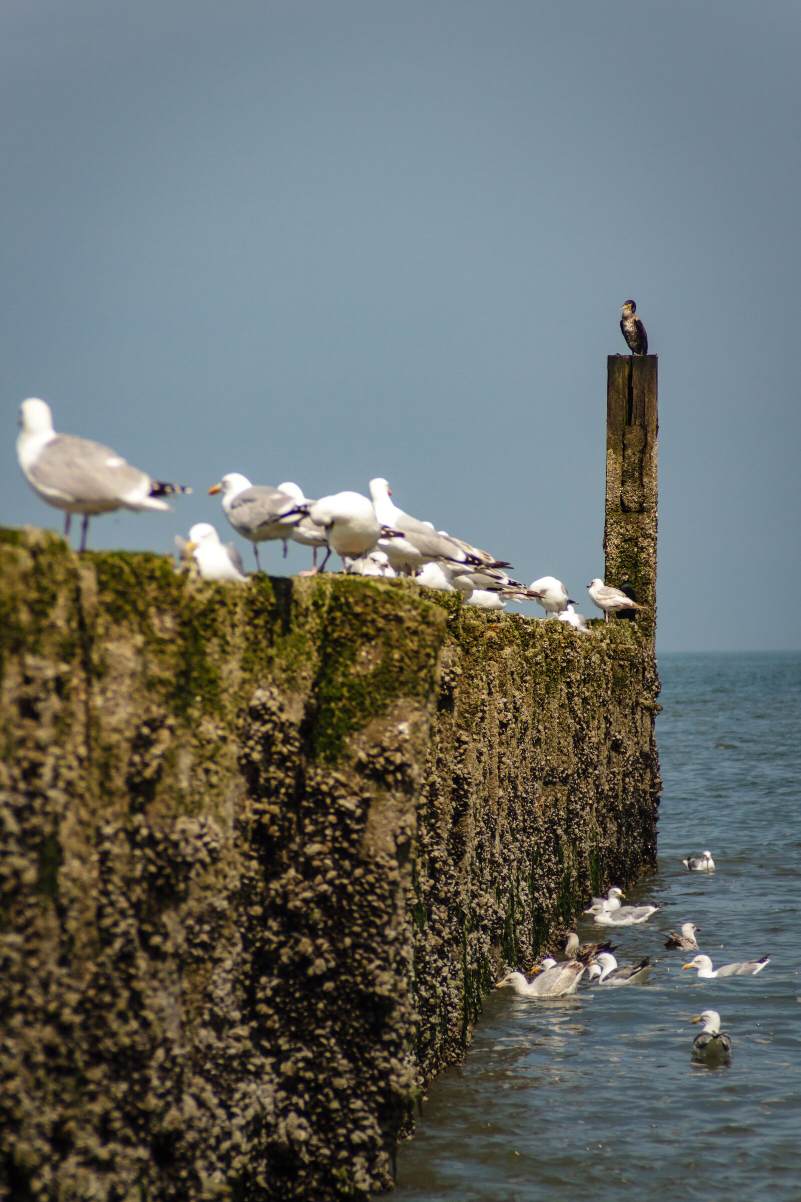 Canon EOS 7D sample photo. Stack, höft, groynes photography