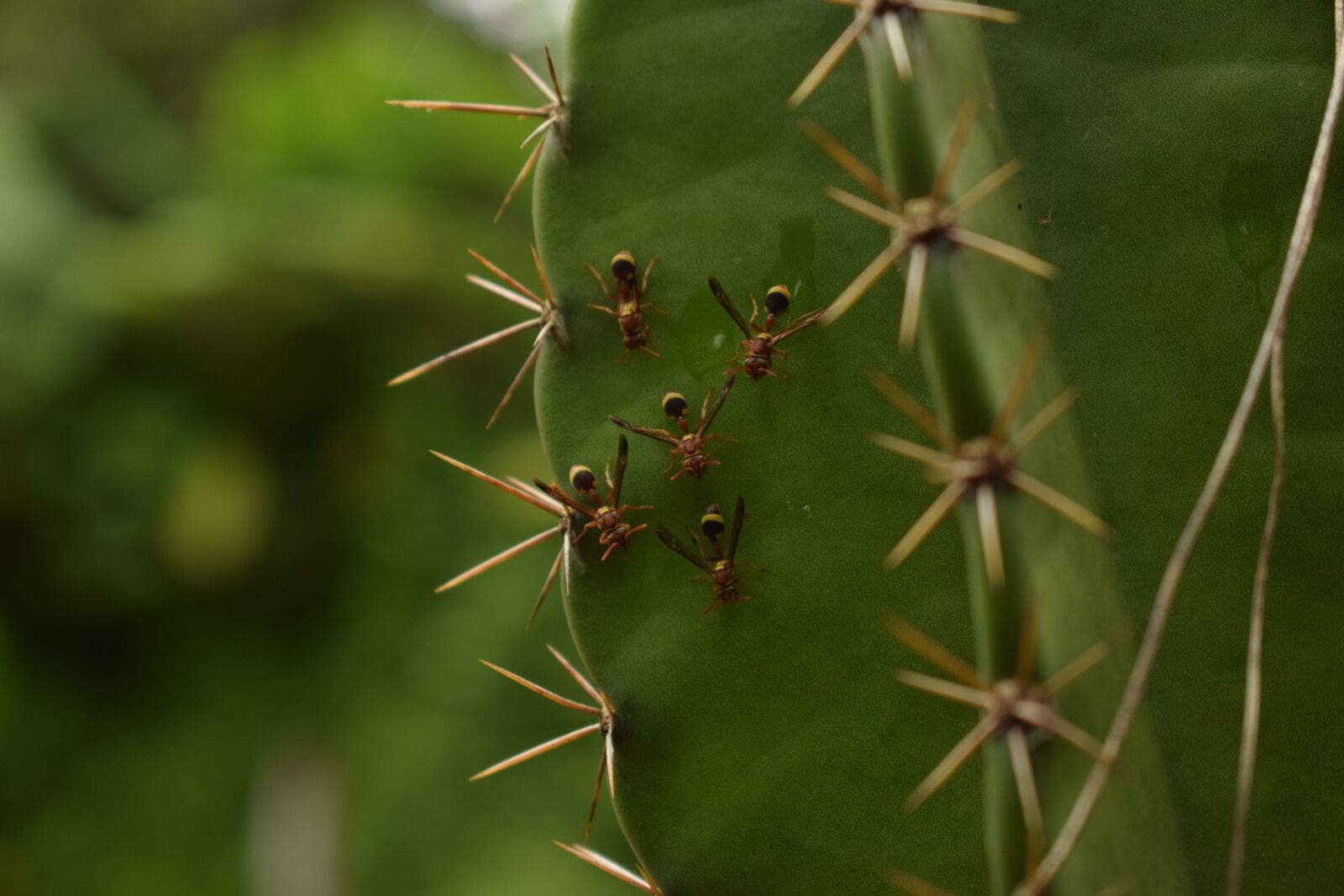 Nikon D3300 sample photo. Animals, ants, nature photography