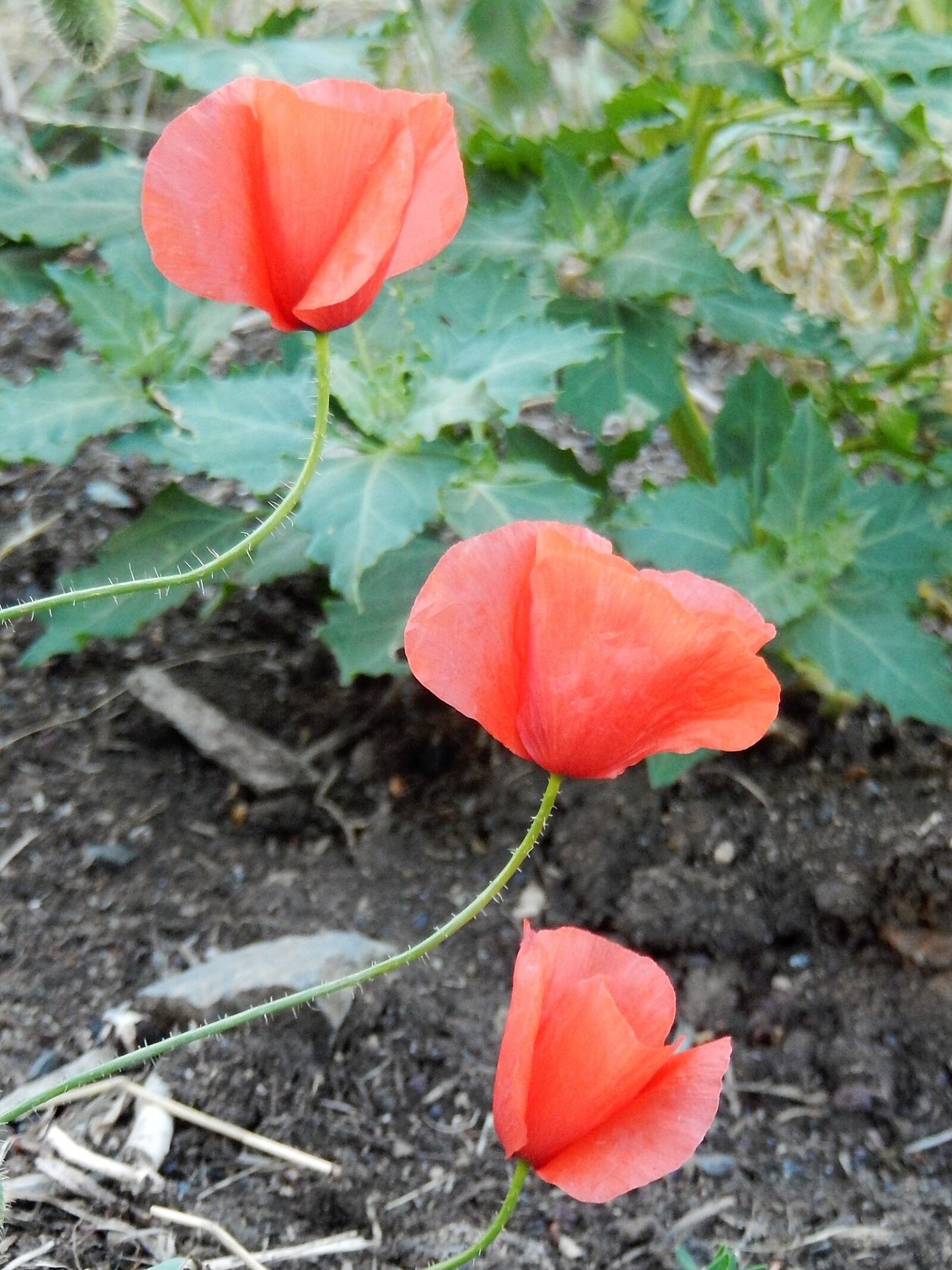 Nikon Coolpix S9500 sample photo. Poppies, field, nature photography