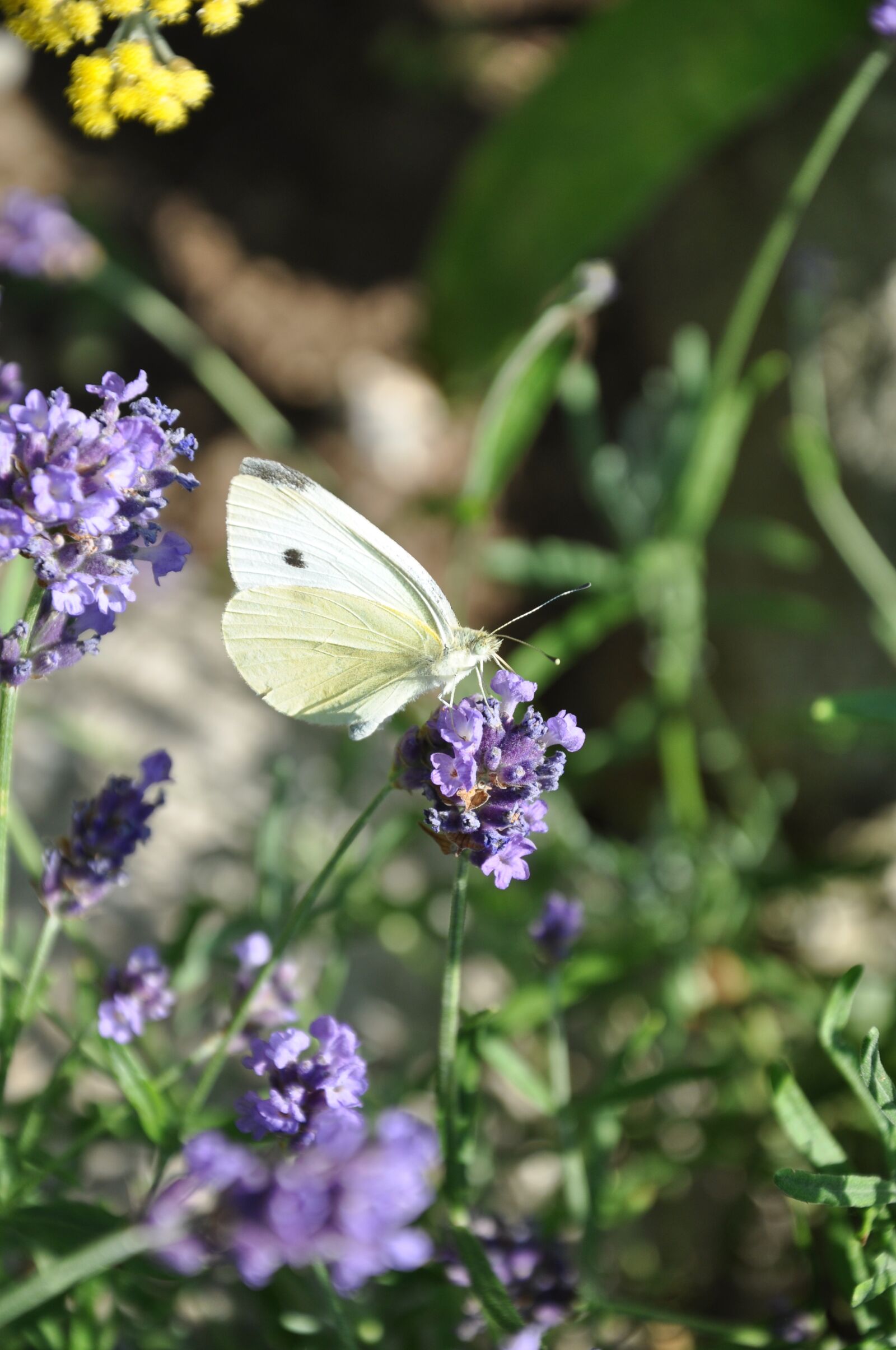 Nikon D90 sample photo. Lavender, butterfly, nature photography