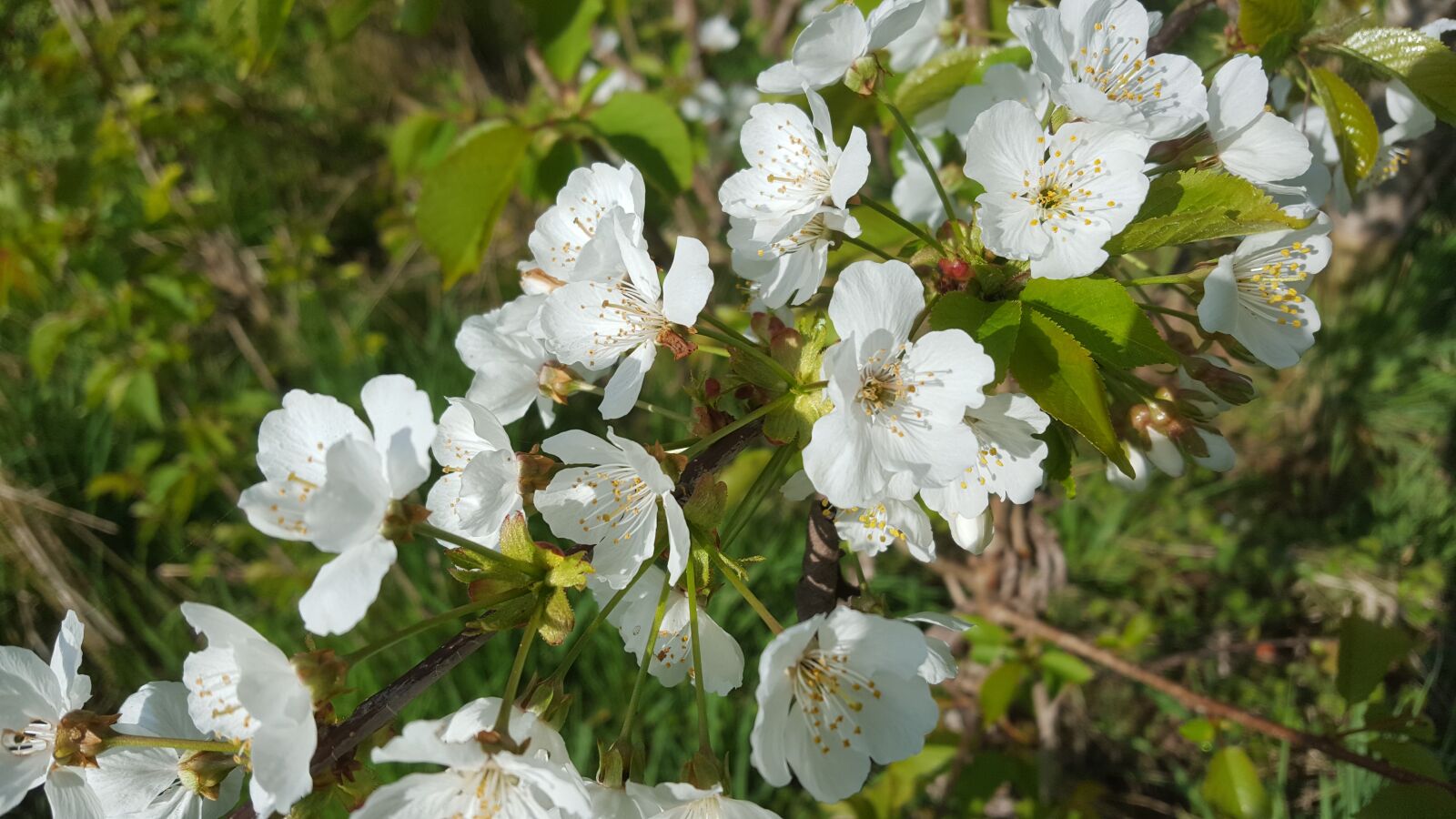 Samsung Galaxy S6 sample photo. Blossom, white, white blossom photography
