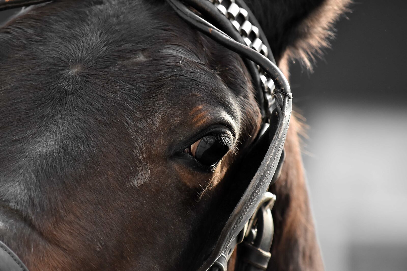 Nikon D5500 sample photo. Beautiful, eye, eyeball, eyelashes photography