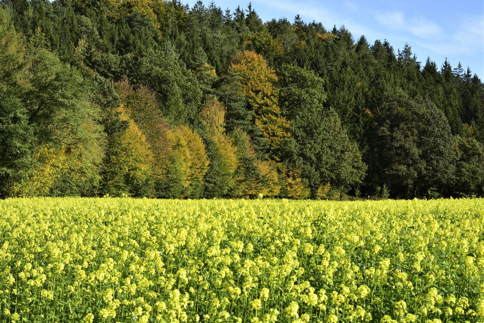 Nikon D7200 sample photo. Autumn, trees, oilseed rape photography