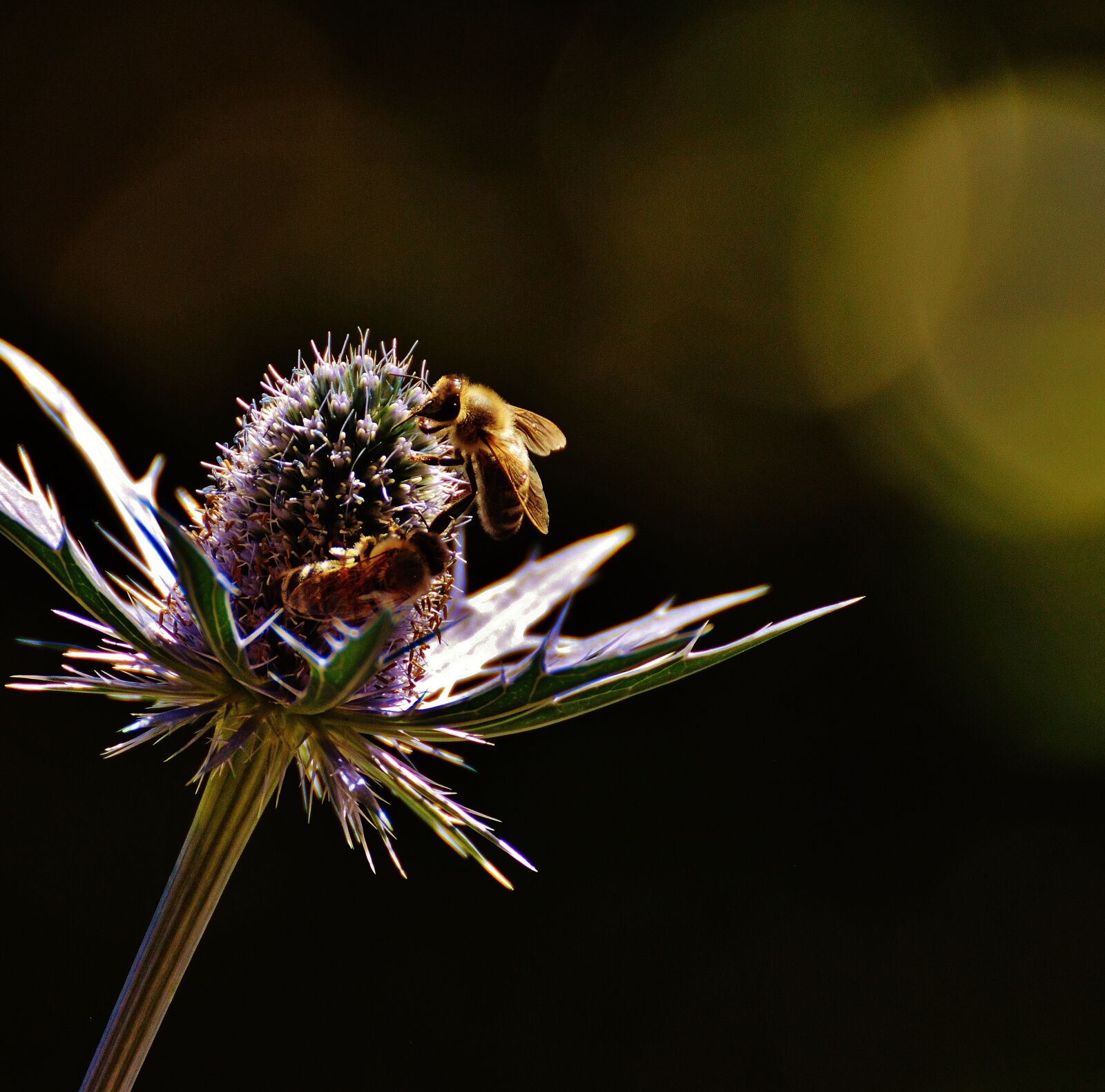 Nikon D3200 sample photo. Thistle, flower, plant photography