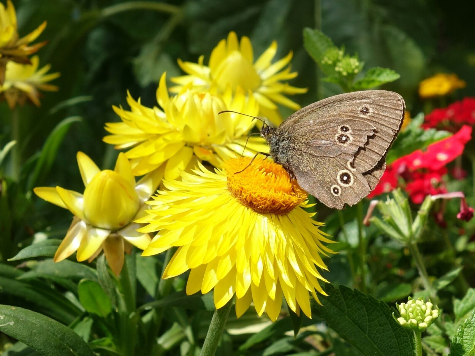 Sony Cyber-shot DSC-RX100 II sample photo. Butterfly, chimney sweep, aphantopus photography