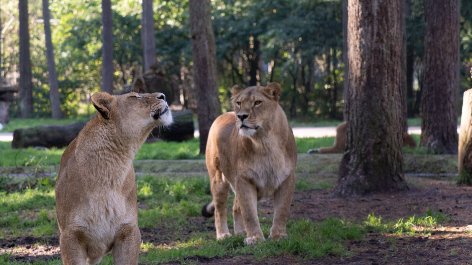 Sony ILCA-77M2 sample photo. Lion, lioness, predator photography