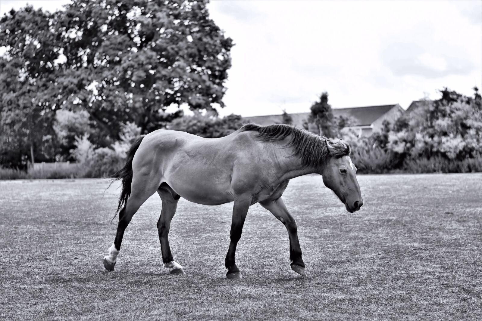 Nikon D3400 sample photo. Black and white, horse photography