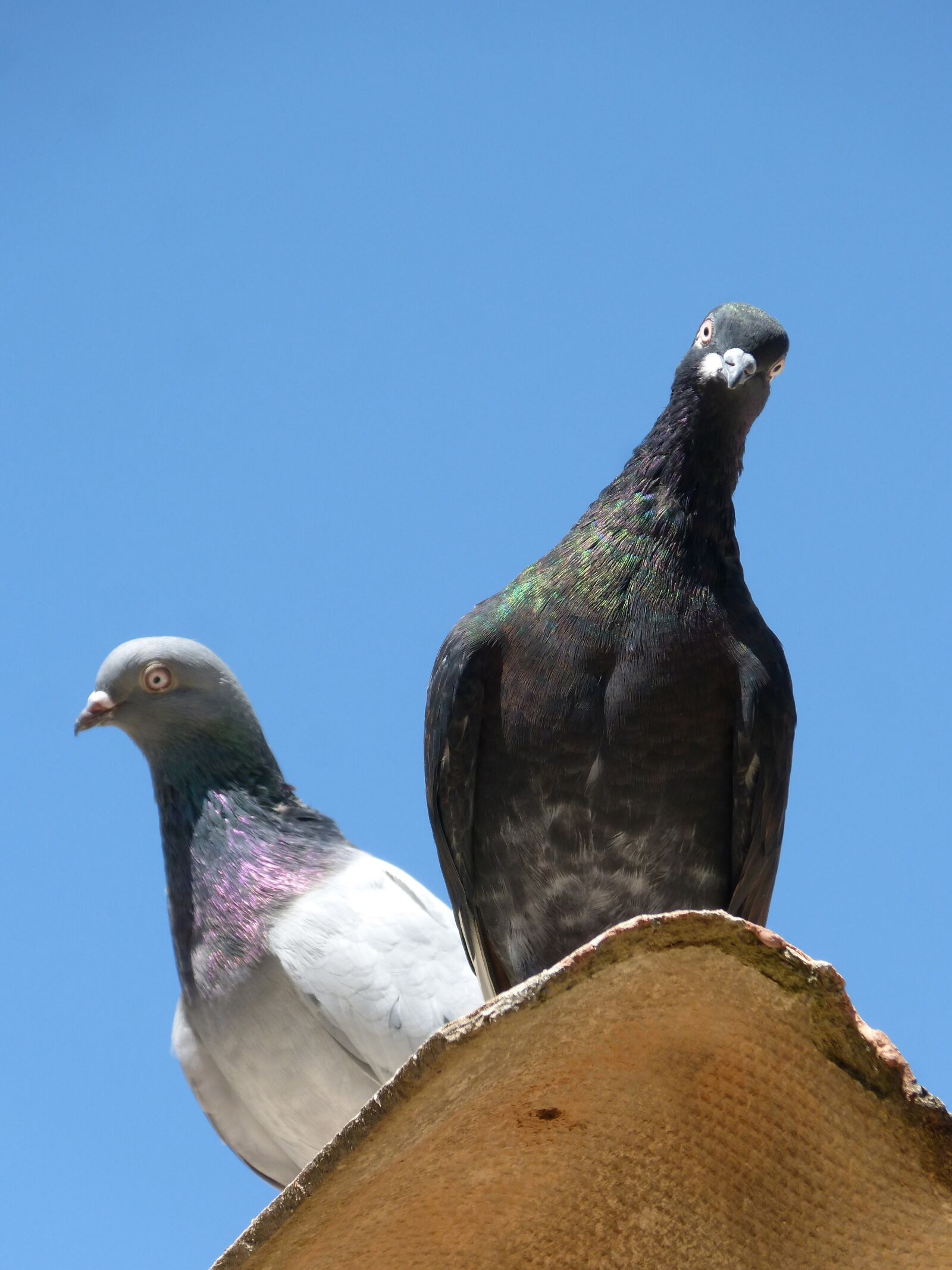 Panasonic DMC-FZ62 sample photo. Pigeons, couple, lookout photography