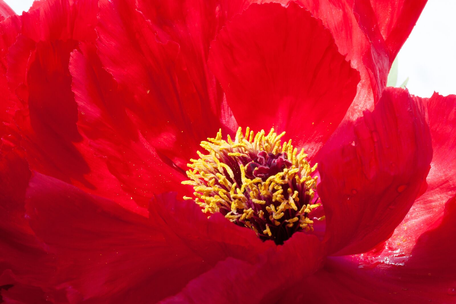 Canon EOS 50D sample photo. Pentecost, peony, flower photography