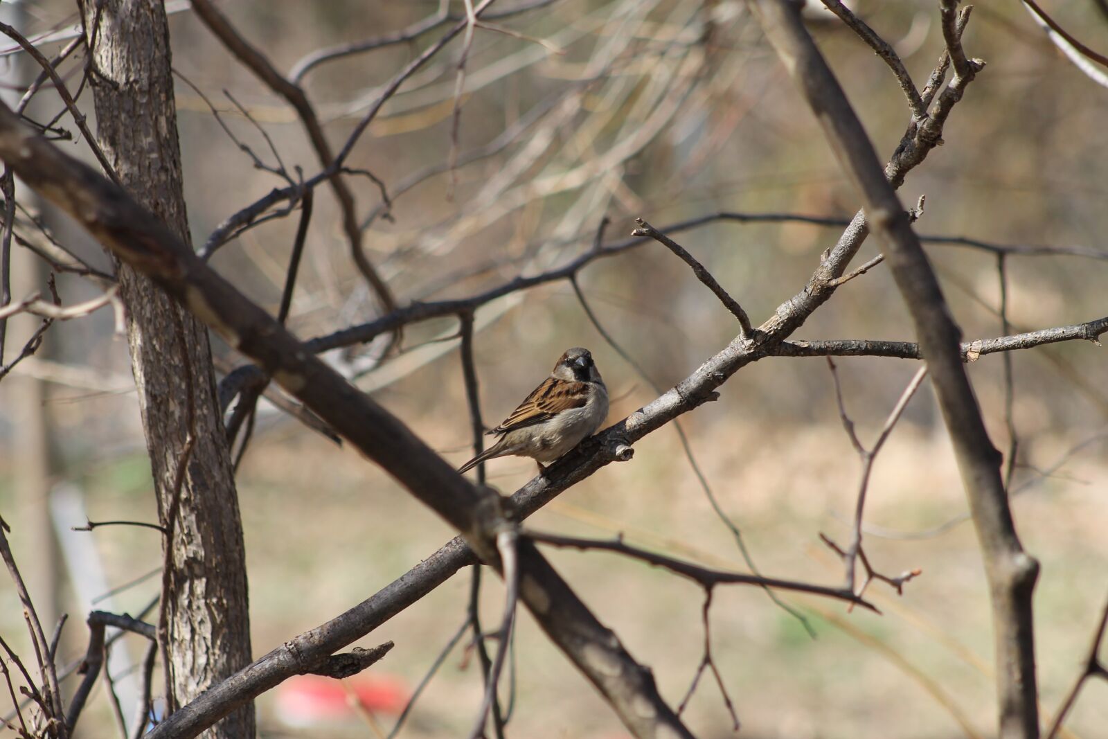 Canon EOS 1100D (EOS Rebel T3 / EOS Kiss X50) sample photo. Nature, branches, bird photography