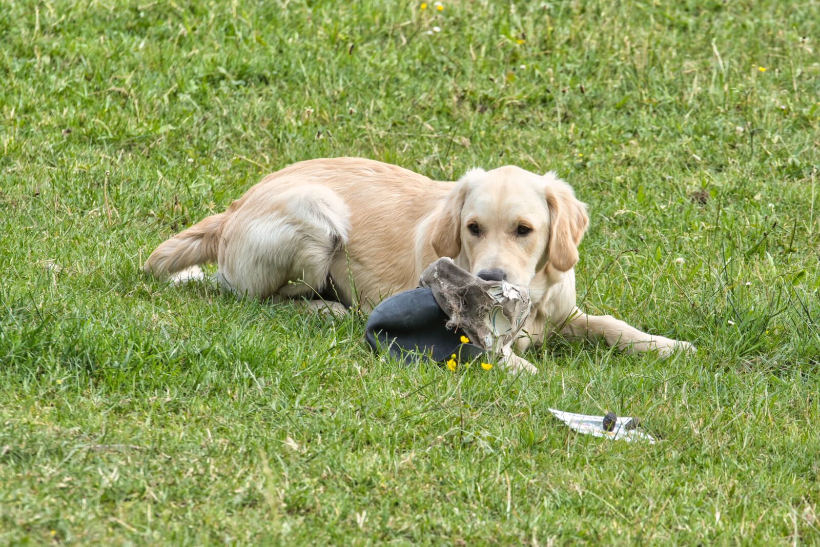 Sony FE 70-200mm F4 G OSS sample photo. Dog, golden retriever, puppy photography