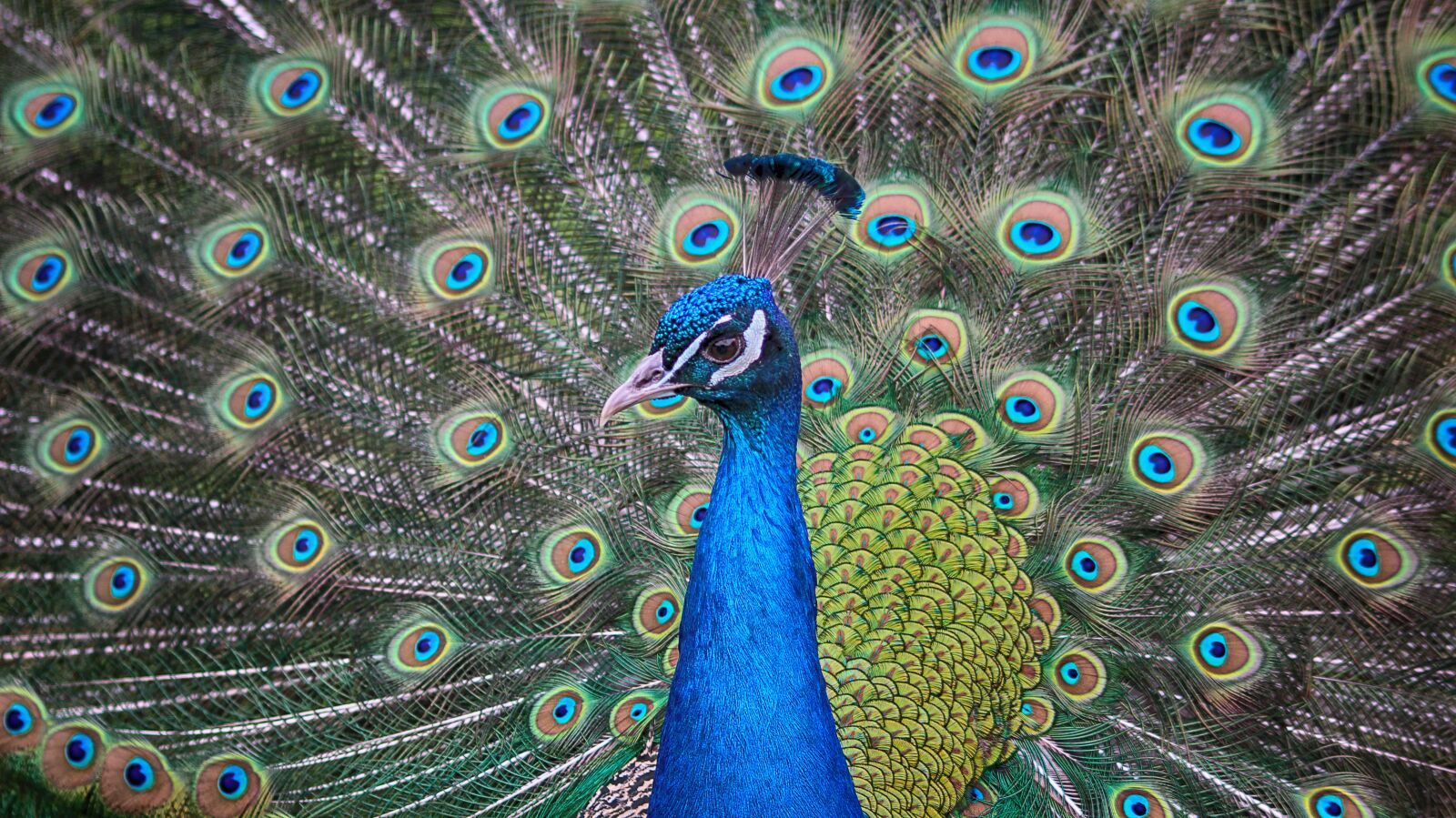 Canon EOS 600D (Rebel EOS T3i / EOS Kiss X5) sample photo. Peacock, eyes, pauwenogen photography