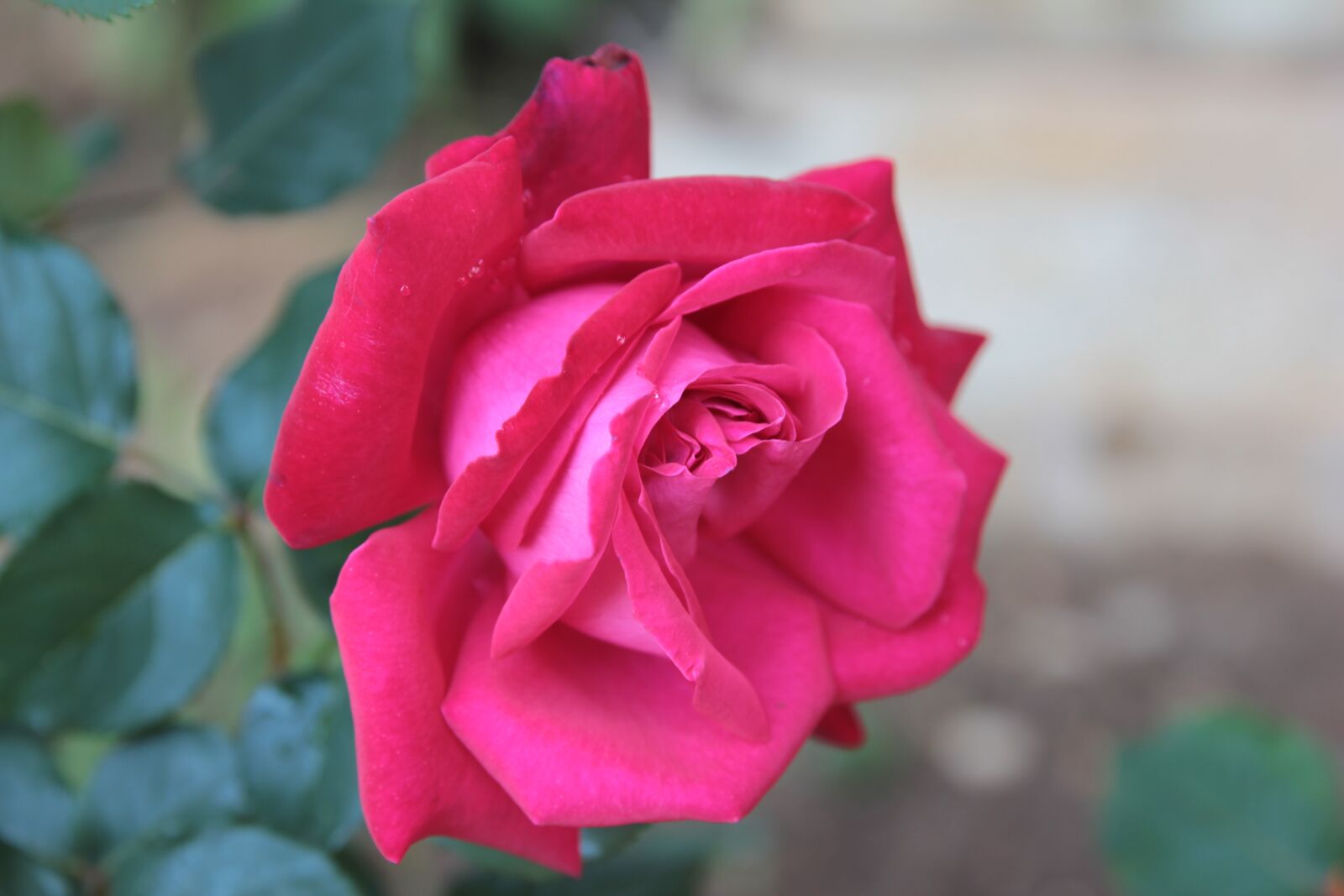 Canon EOS 550D (EOS Rebel T2i / EOS Kiss X4) sample photo. Rose, flower, pink photography