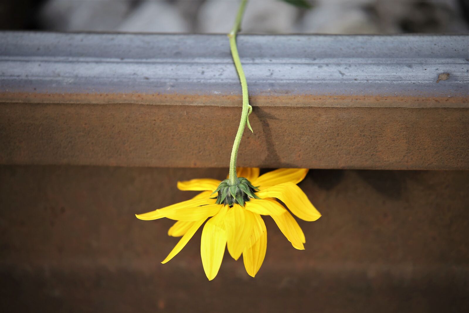 Tamron 70-210mm F4 Di VC USD sample photo. Arnica flower on rail photography