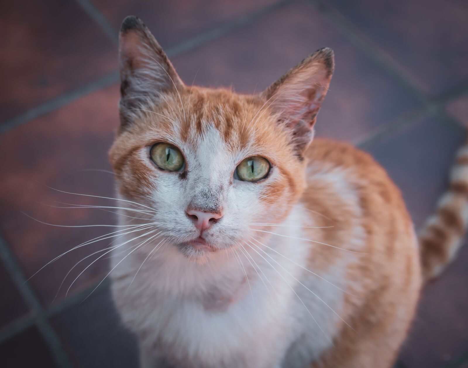 Canon EOS 200D (EOS Rebel SL2 / EOS Kiss X9) sample photo. Cat, domestic cat, strays photography