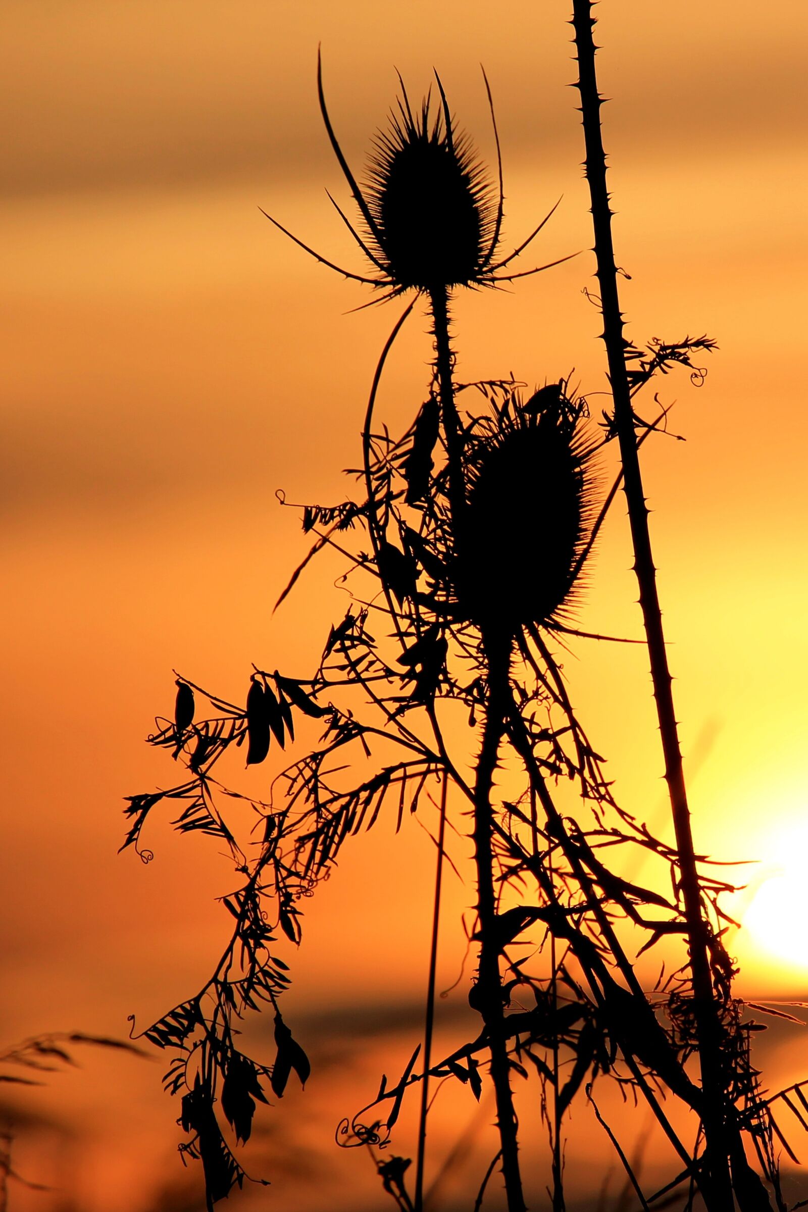 Canon EF-S 55-250mm F4-5.6 IS STM sample photo. Sunset, wild teasel, silhouette photography