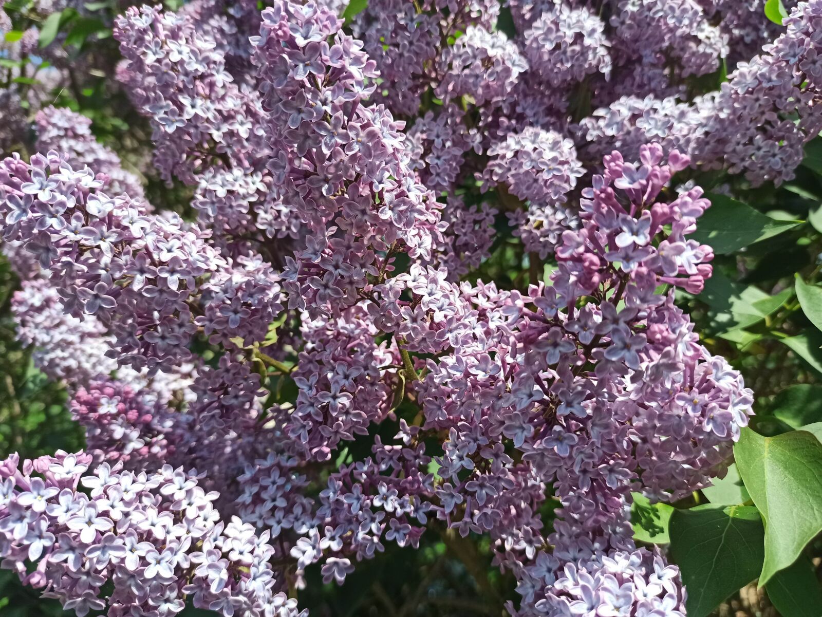 Xiaomi Redmi Note 8 Pro sample photo. Lilac, flower, purple photography