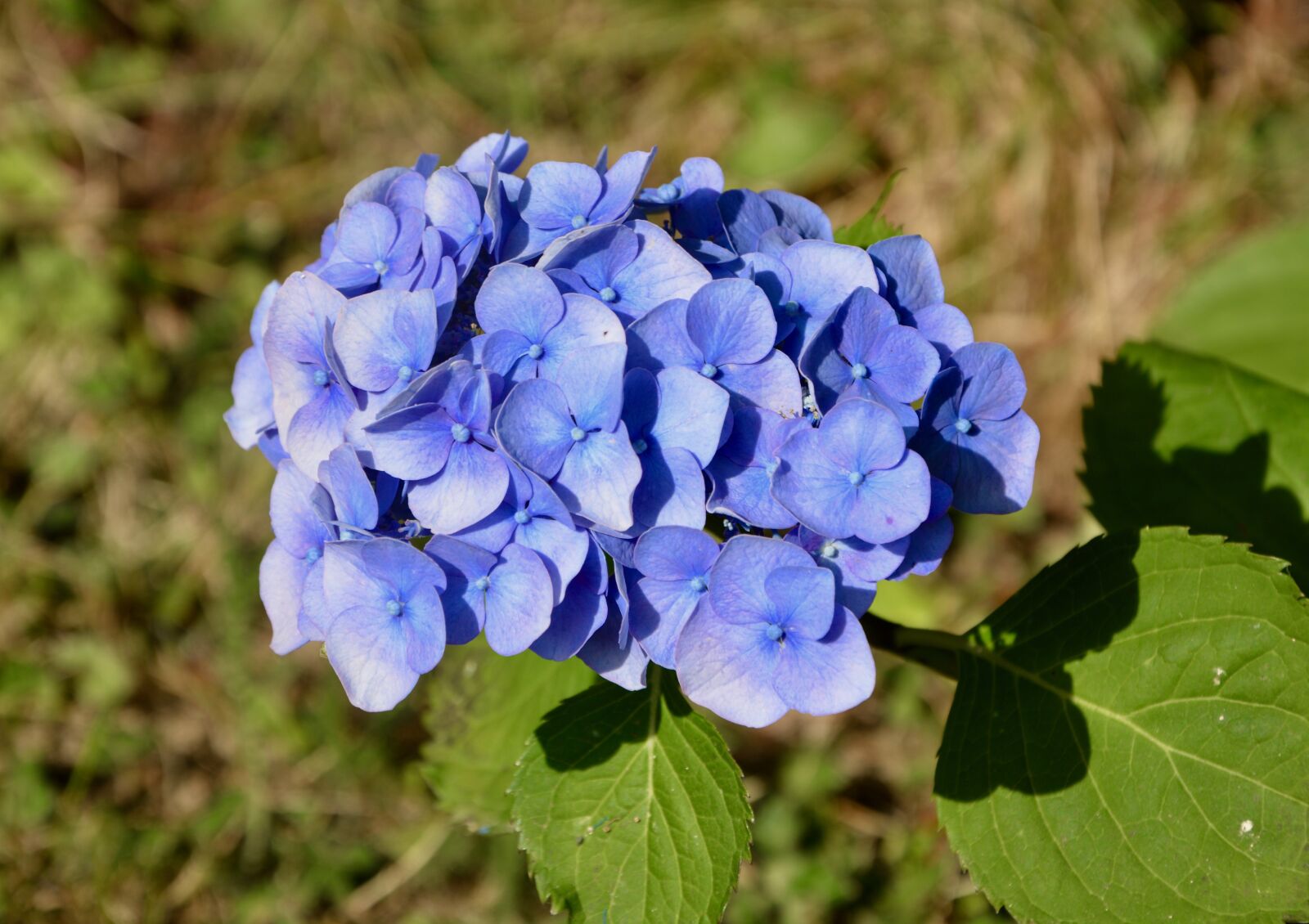 Nikon D5200 sample photo. Flower, flower blue color photography