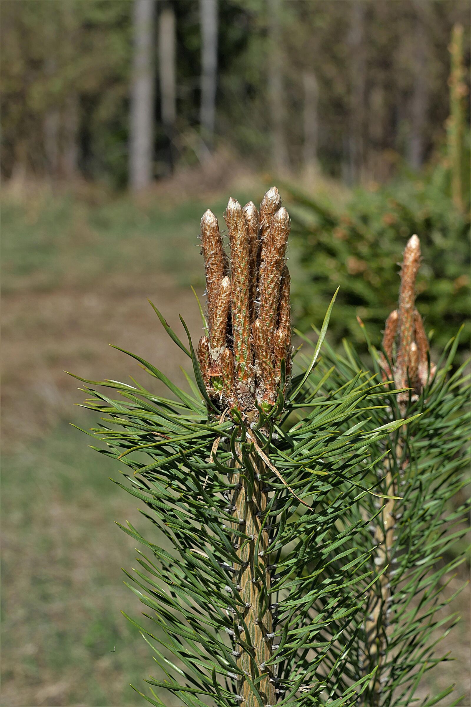 Panasonic Lumix DMC-FZ1000 sample photo. Pine, bud, shoots photography