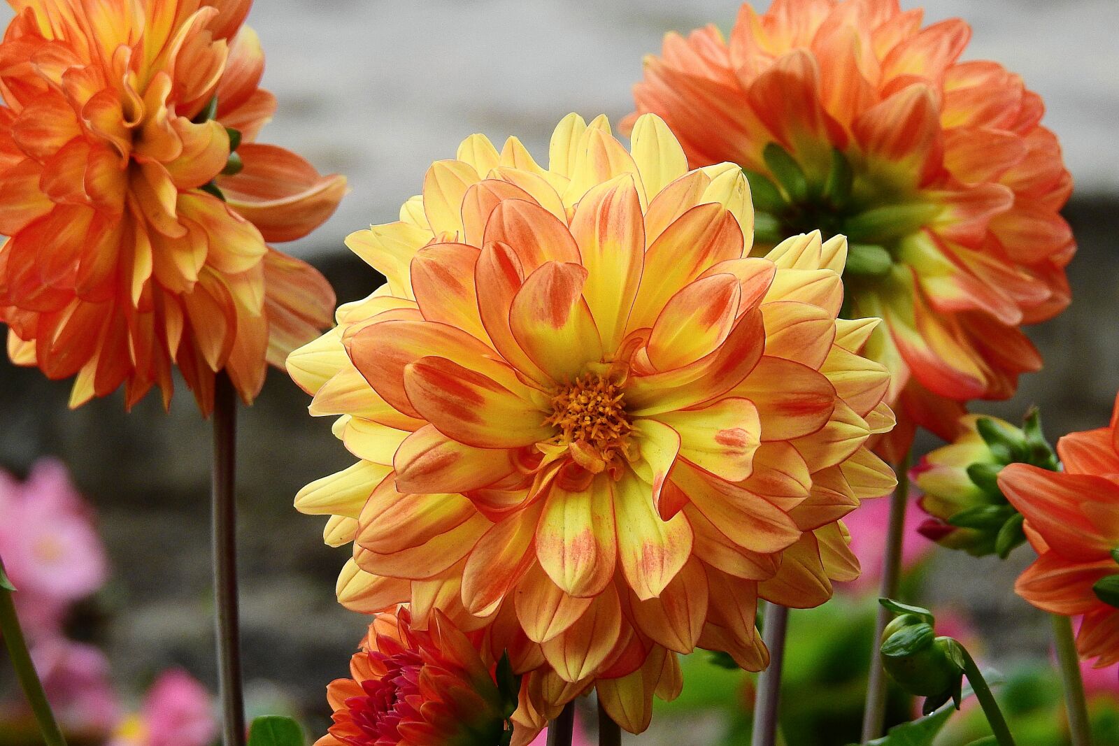 Nikon Coolpix P900 sample photo. Flowers, flowering, colorful flowers photography