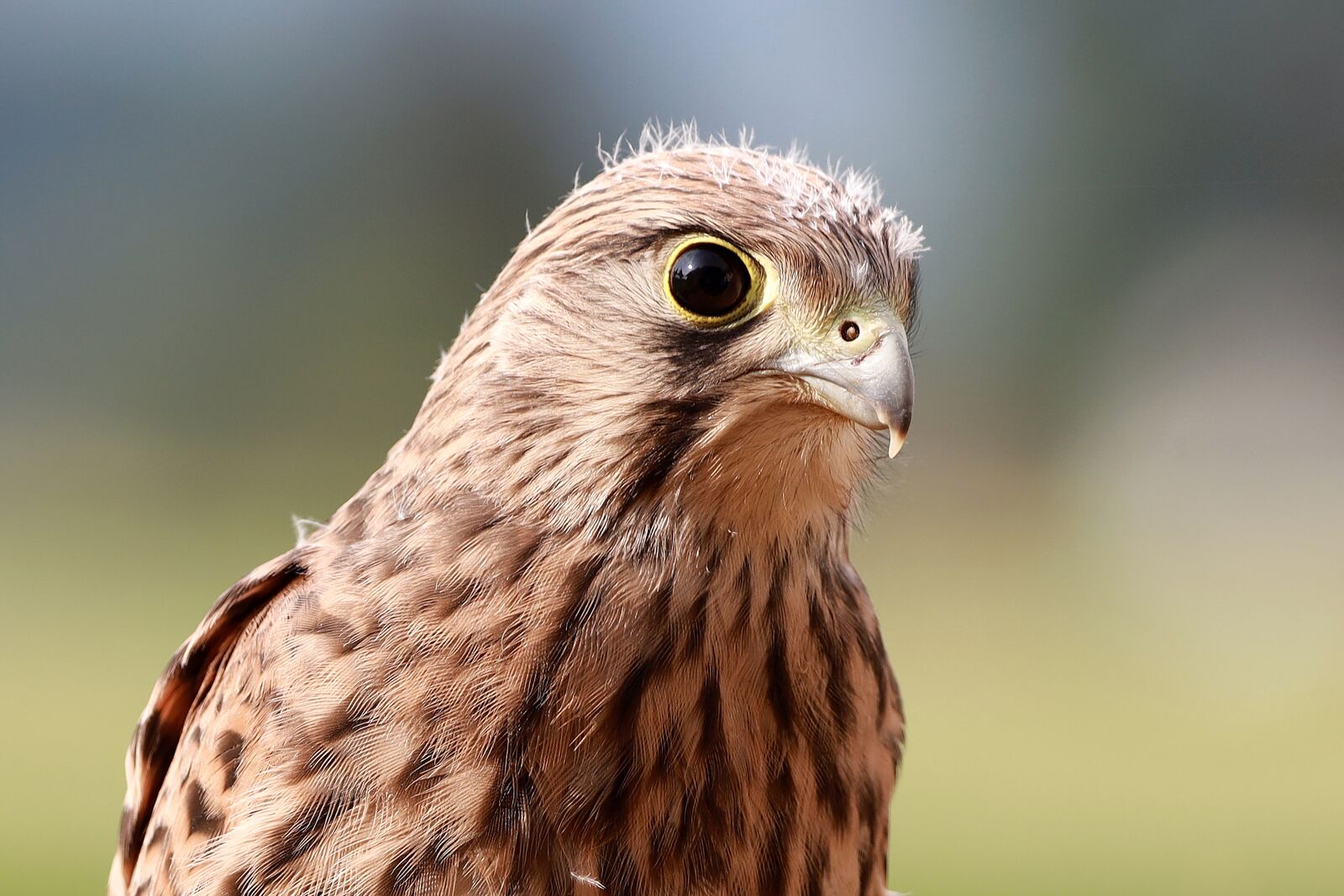 Canon EOS R + 150-600mm F5-6.3 DG OS HSM | Contemporary 015 sample photo. Falcon, young hawk, freilebend photography