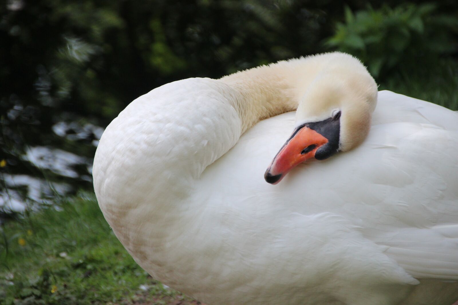 Canon EOS 600D (Rebel EOS T3i / EOS Kiss X5) sample photo. Swan, bird, water bird photography