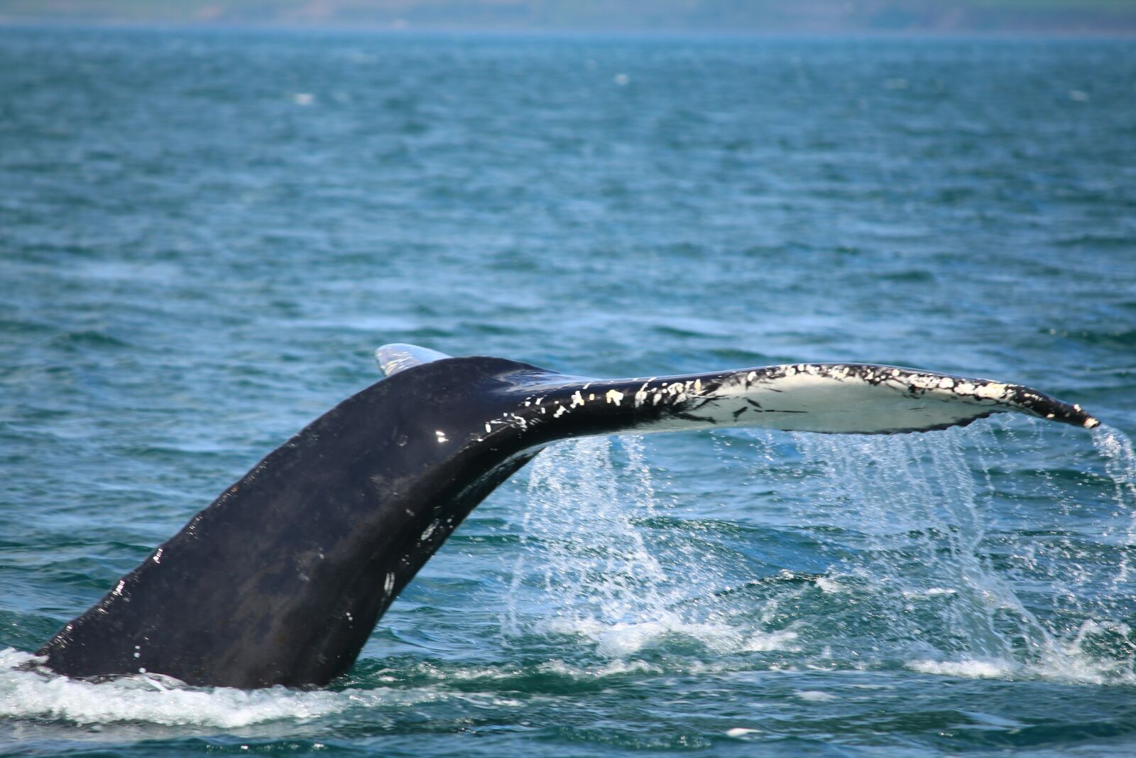 Canon EF-S 55-250mm F4-5.6 IS sample photo. Wal, iceland, water photography